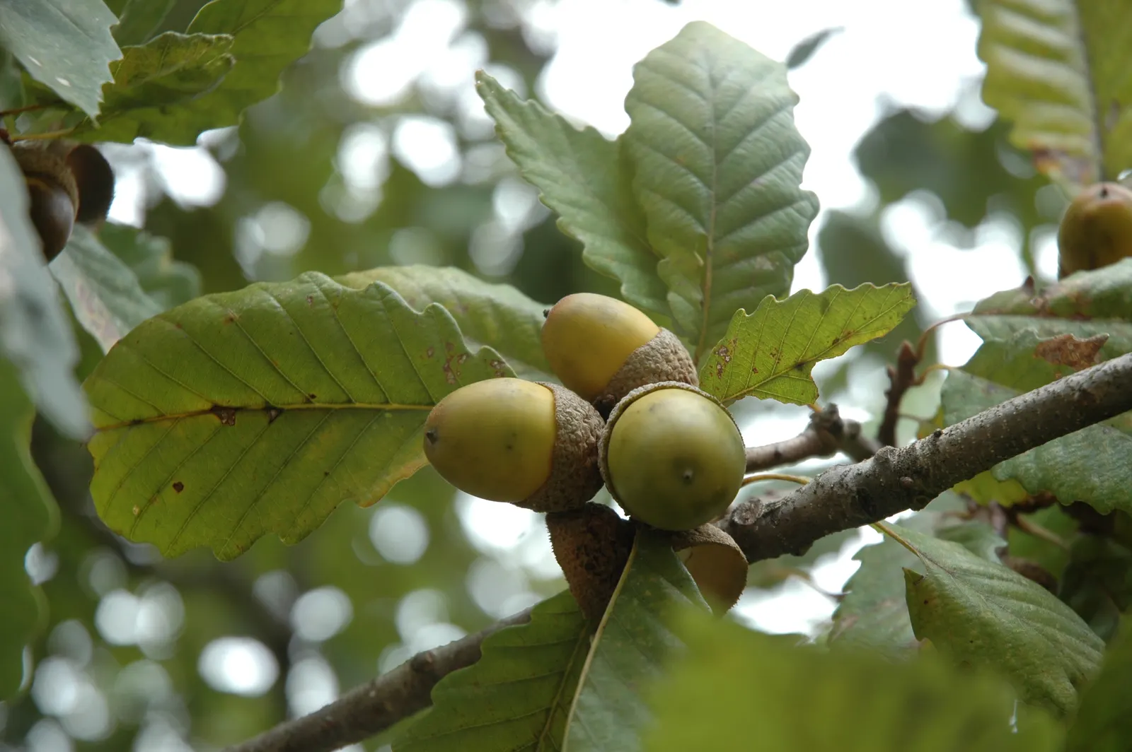 Chestnut Oak (Quercus Montana) — The Live Oak is a robust tree, tolerating various soil types, though it prefers well-drained sandy soils