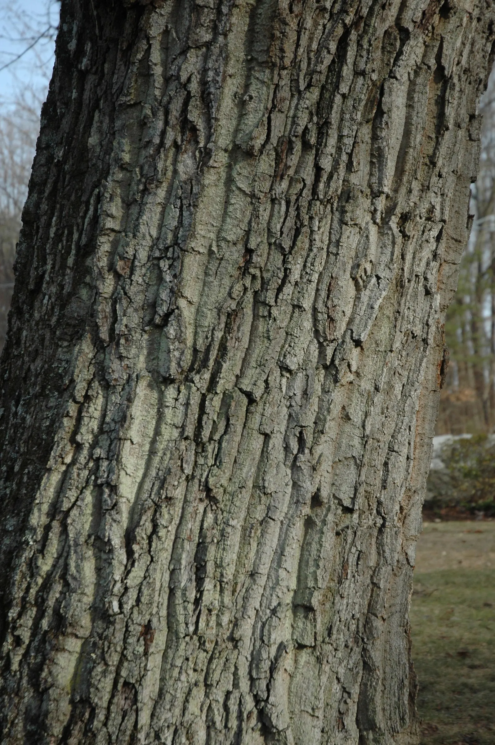 Chestnut Oak (Quercus Montana) — not to be mistaken with Quercus montana