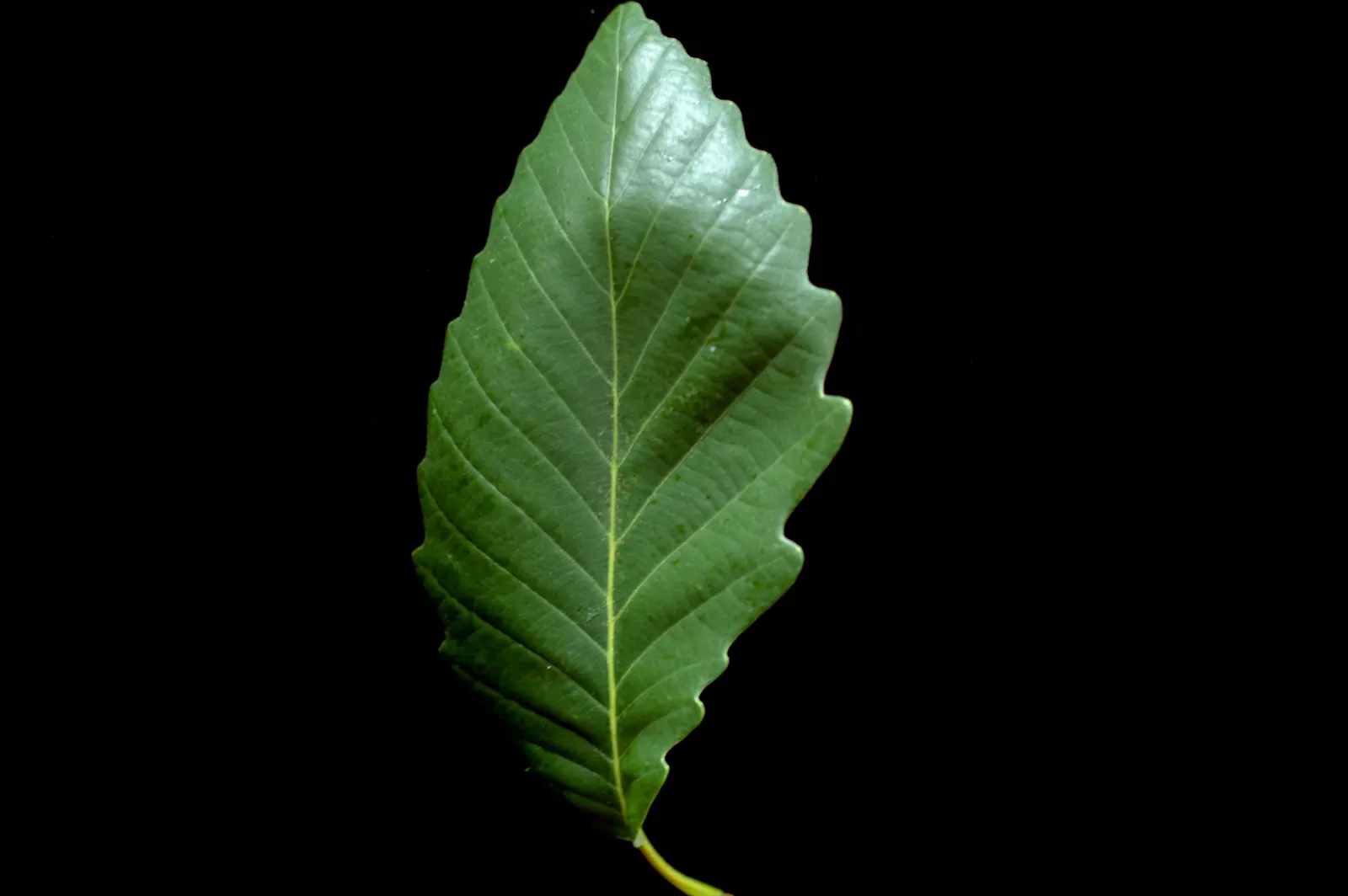 Chestnut Oak (Quercus Montana) — not to be mistaken with Quercus montana; often reaching 60 to 80 feet in width, image 58