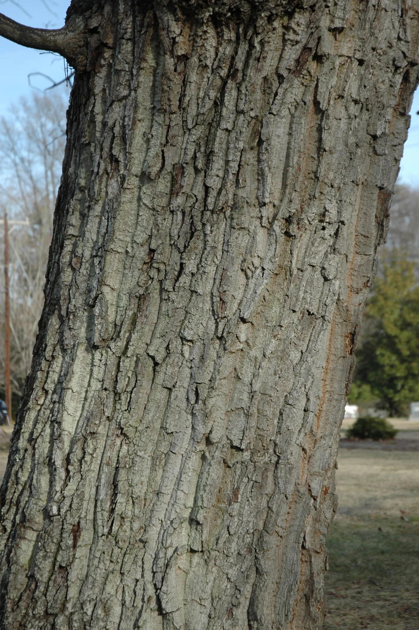 Chestnut Oak (Quercus Montana) — consider the Live Oak's expansive growth when planning; often reaching 60 to 80 feet in width