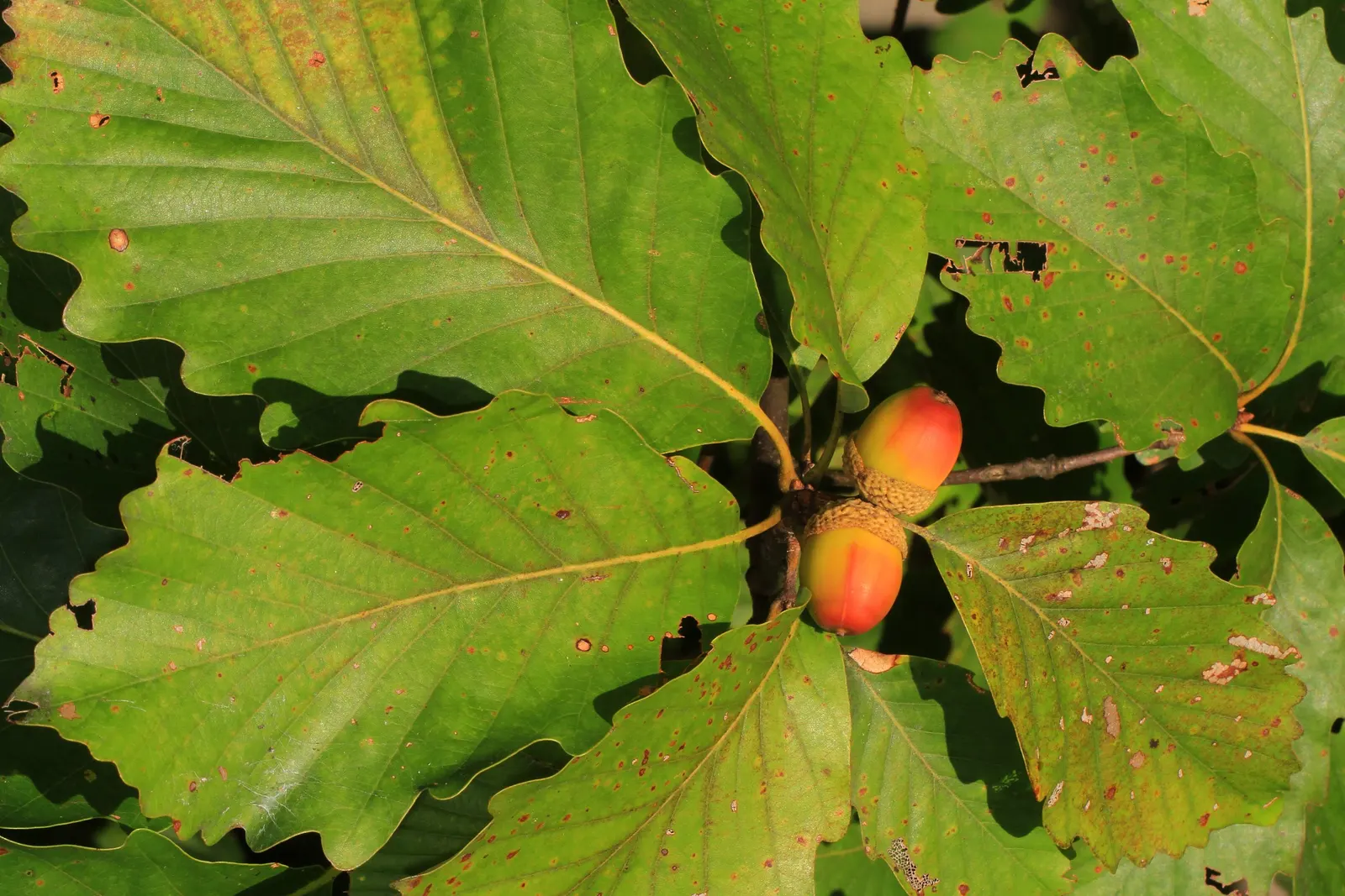 Chestnut Oak (Quercus Montana) — the tree requires full sun to part shade; so situate it away from foundations and pavements to prevent structural, image 76