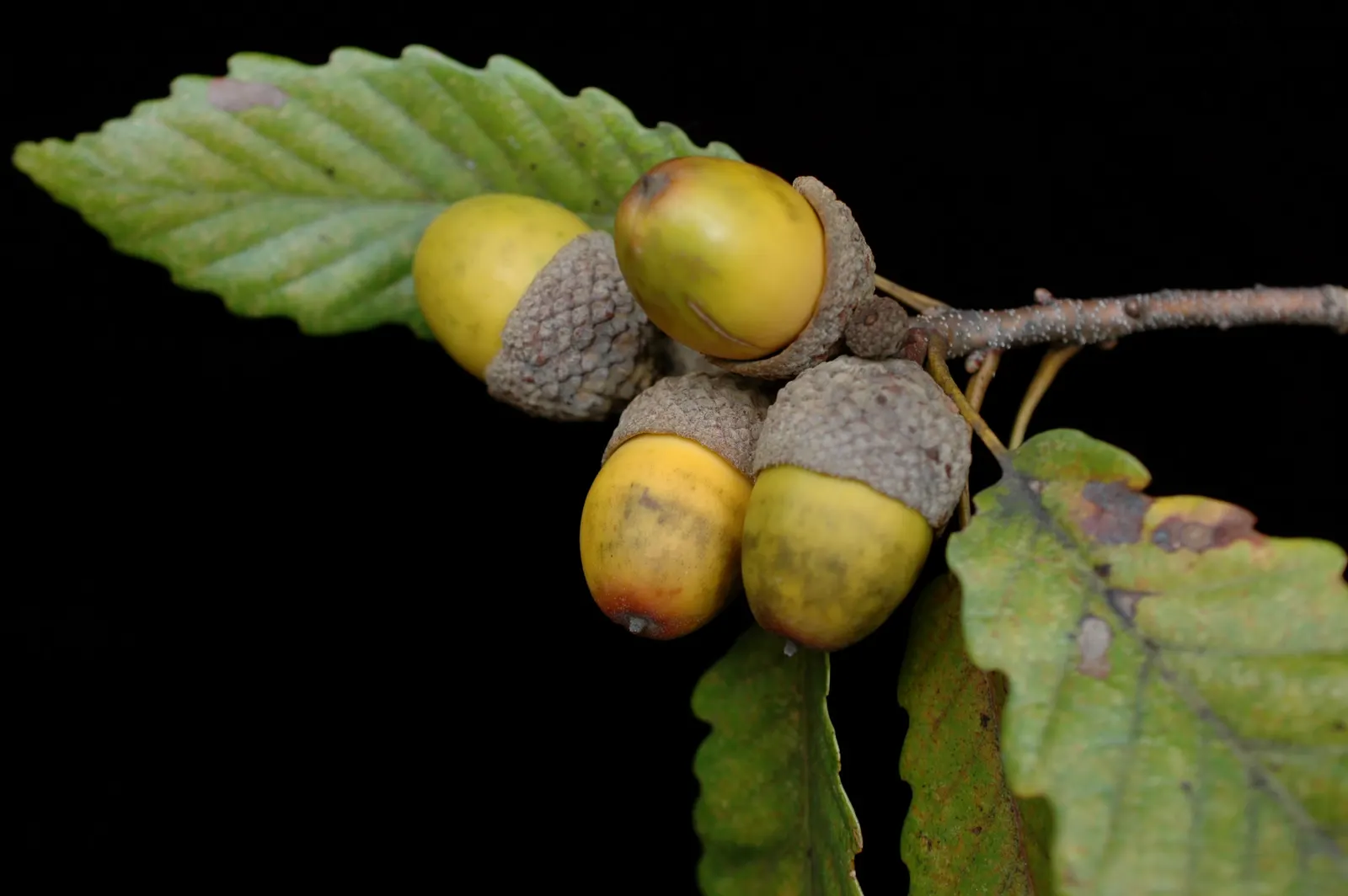 Chestnut Oak (Quercus Montana) — spreading canopy with sturdy; mature specimens can reach up to 80 feet in height with an impressive crown spread of over 100