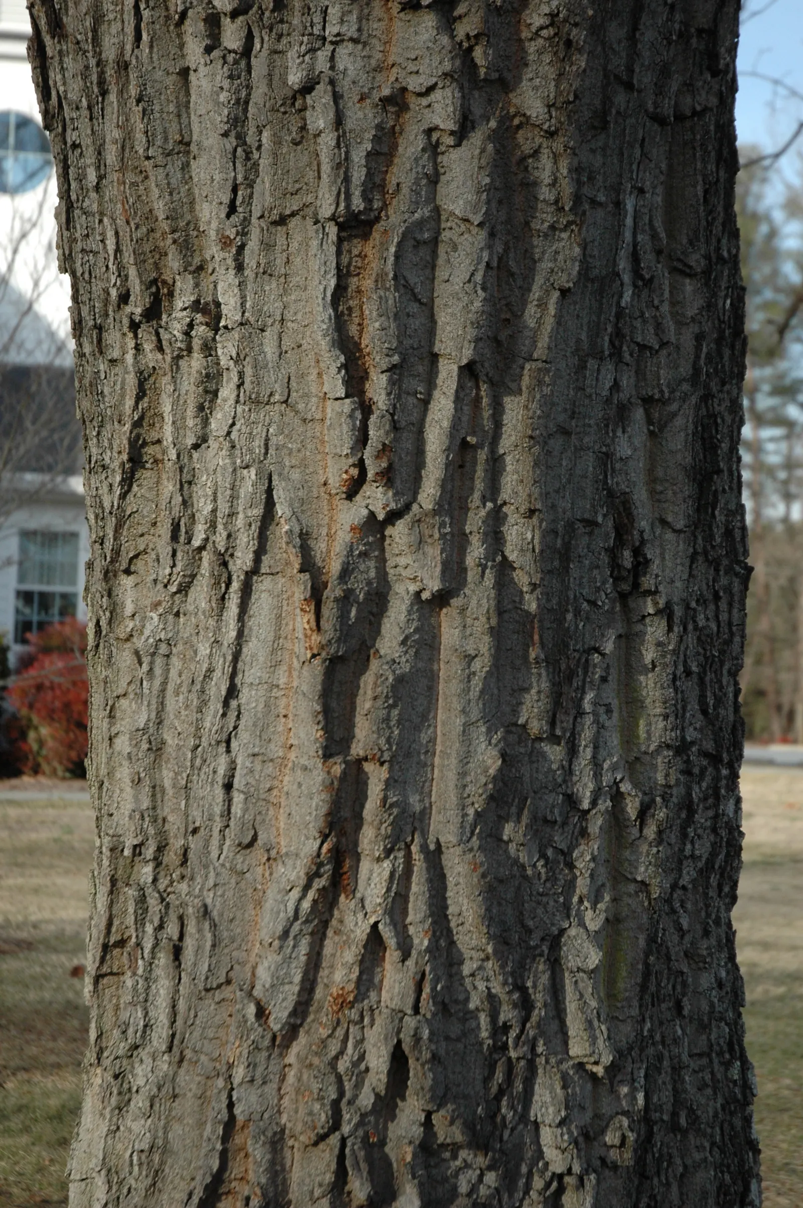 Chestnut Oak (Quercus Montana) — The tree itself can grow to a height of 40 to 80 feet, making it a dominant feature in any garden; so situate it, image 68