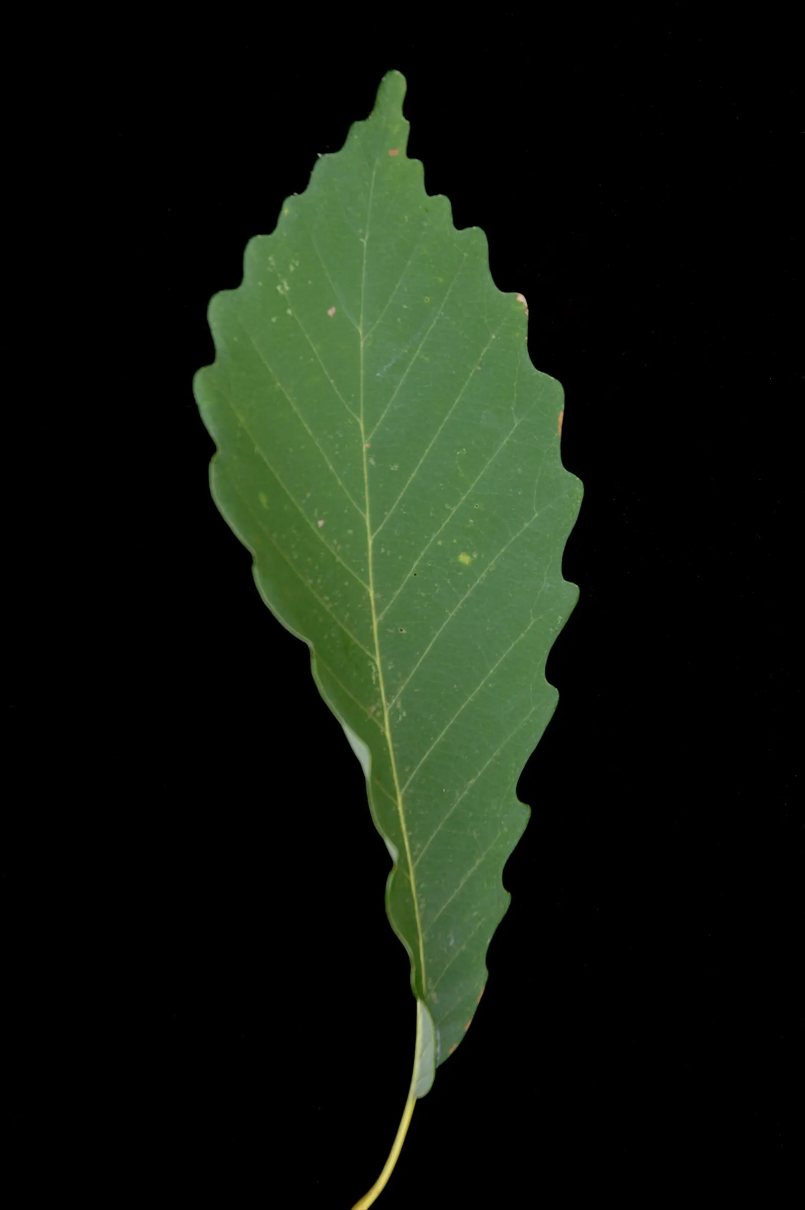 Chestnut Oak (Quercus Montana) — adding a textured appearance; so situate it away from foundations and pavements to prevent structural interference