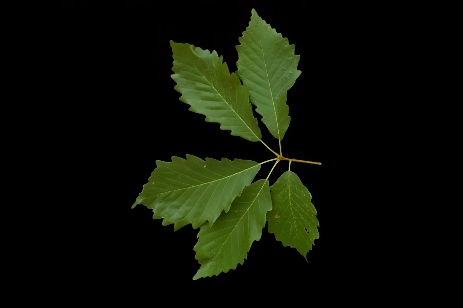 Chestnut Oak (Quercus Montana) — to allow for adequate space for its grandeur to unfold; the Live Oak is a robust tree, tolerating various soil types, though