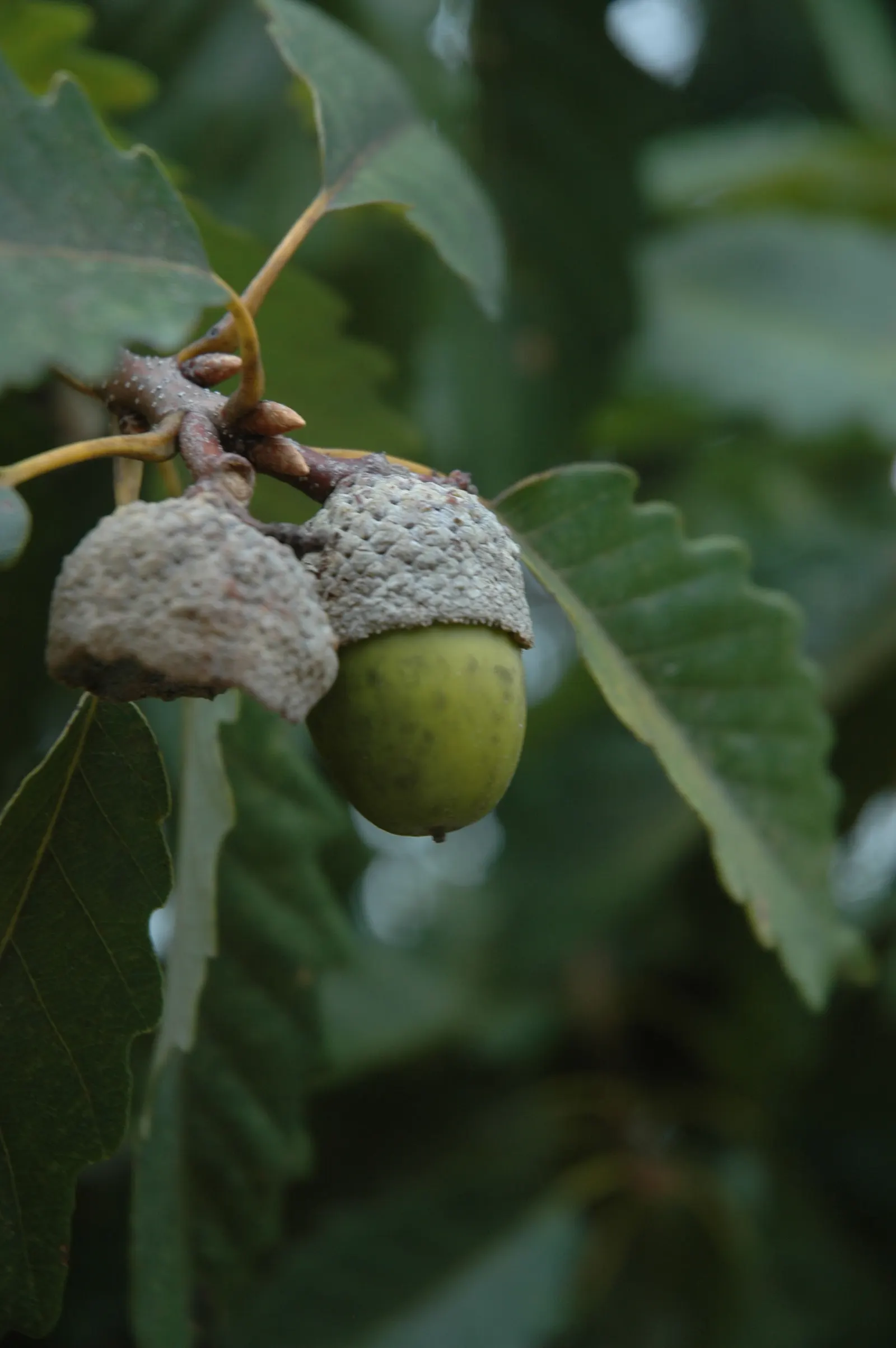 Chestnut Oak (Quercus Montana) — scientifically named Quercus virginiana; often reaching 60 to 80 feet in width
