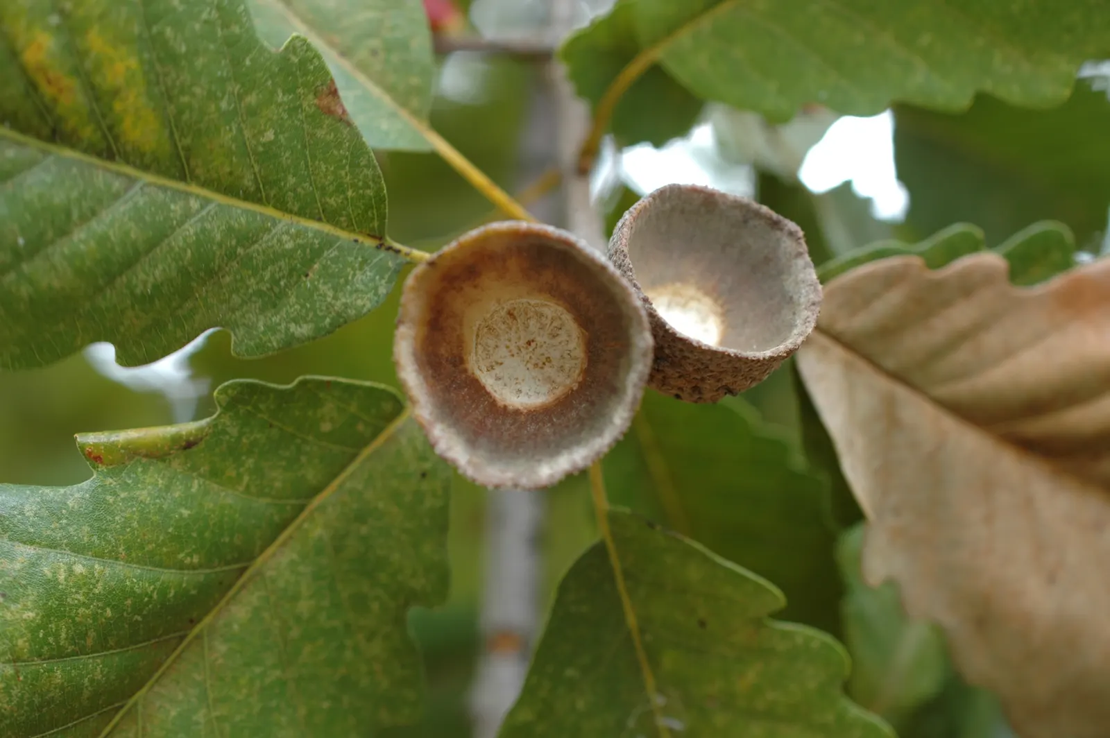 Chestnut Oak (Quercus Montana) — often reaching 60 to 80 feet in width