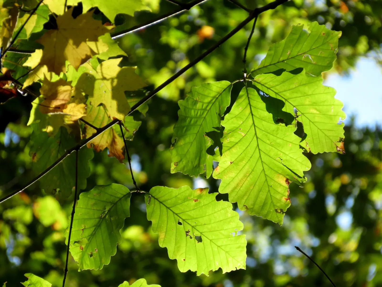 Chestnut Oak (Quercus Montana) — adding a textured appearance; so situate it away from foundations and pavements to prevent structural interference, image 72