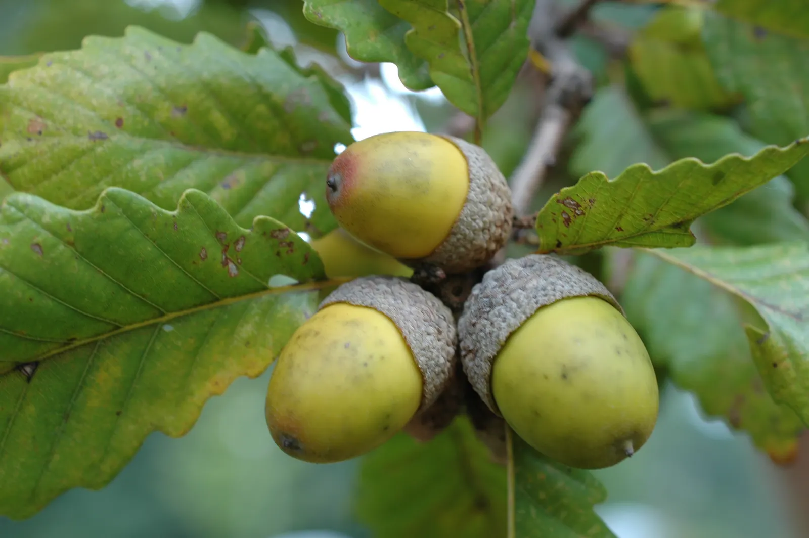 Chestnut Oak (Quercus Montana) — to allow for adequate space for its grandeur to unfold
