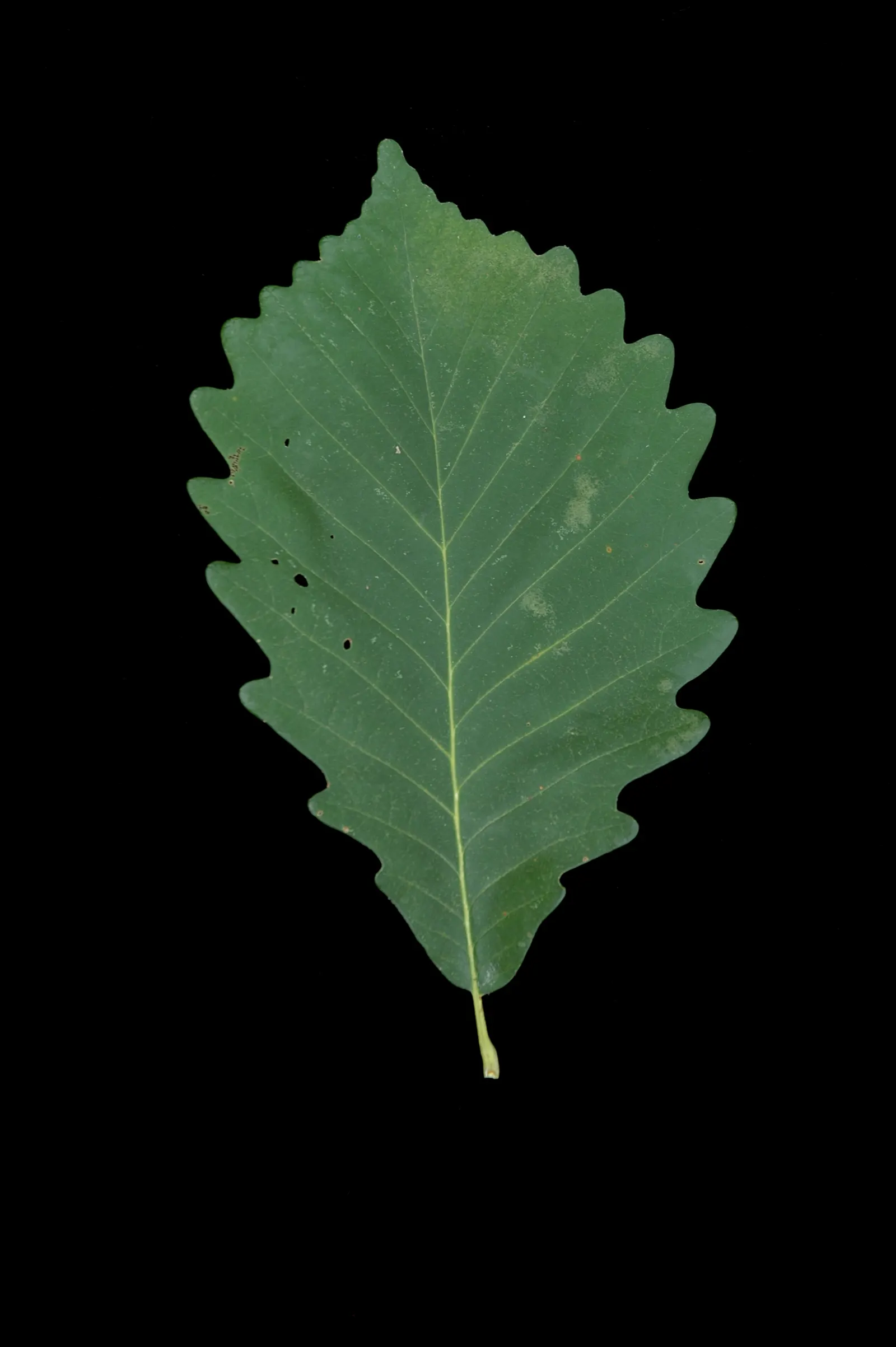 Chestnut Oak (Quercus Montana) — Mature specimens can reach up to 80 feet in height with an impressive crown spread of over 100 feet; so situate it away from