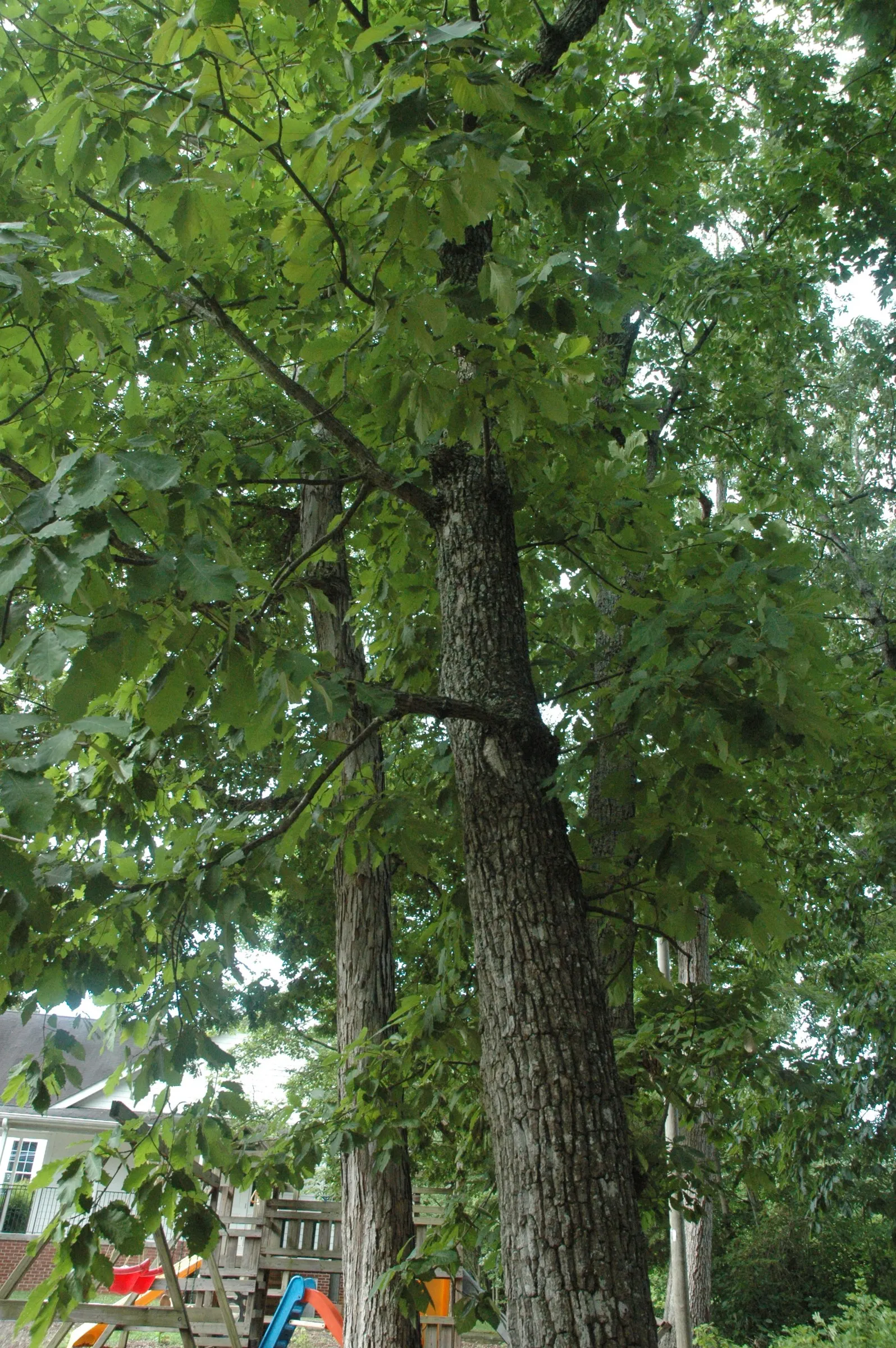 Chestnut Oak (Quercus Montana) — making it an excellent choice for properties near the coast.<br><br>Hardy in USDA zones 7 to 10