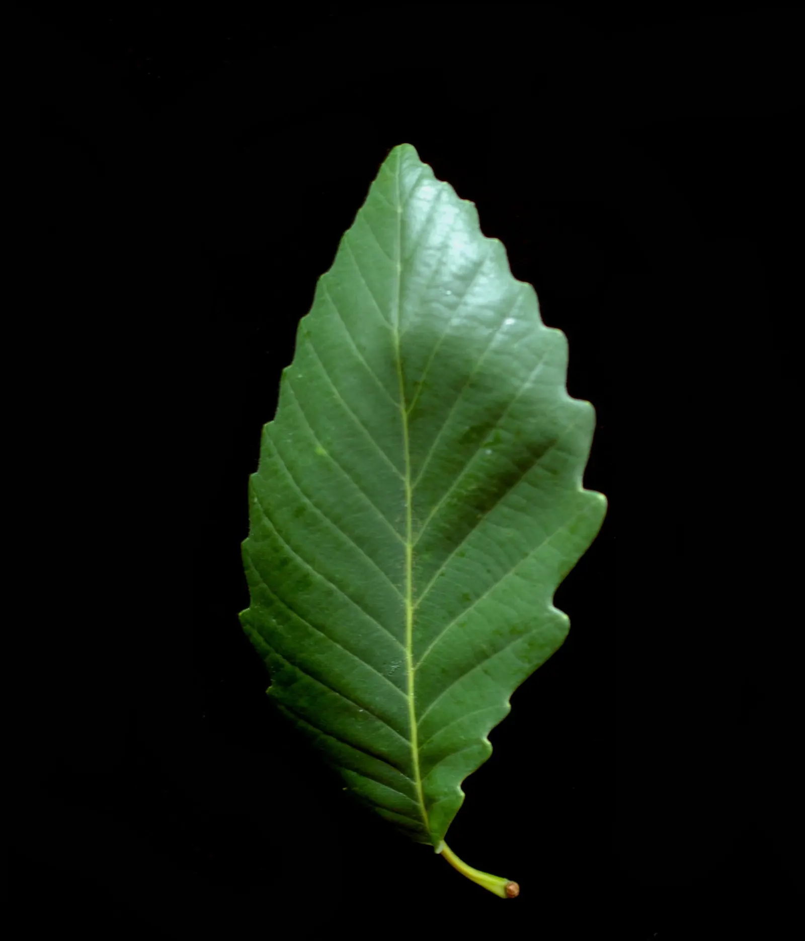 Chestnut Oak (Quercus Montana) — The leaves are a glossy, deep green, and are typically about 2 to 4 inches long