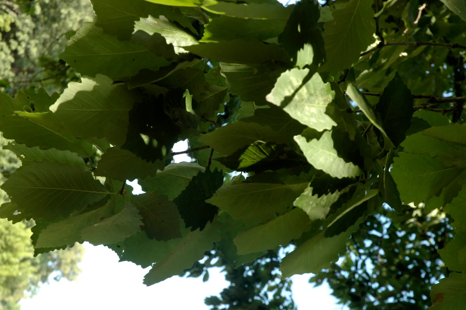 Chestnut Oak (Quercus Montana) — scientifically named Quercus virginiana; often reaching 60 to 80 feet in width, image 62