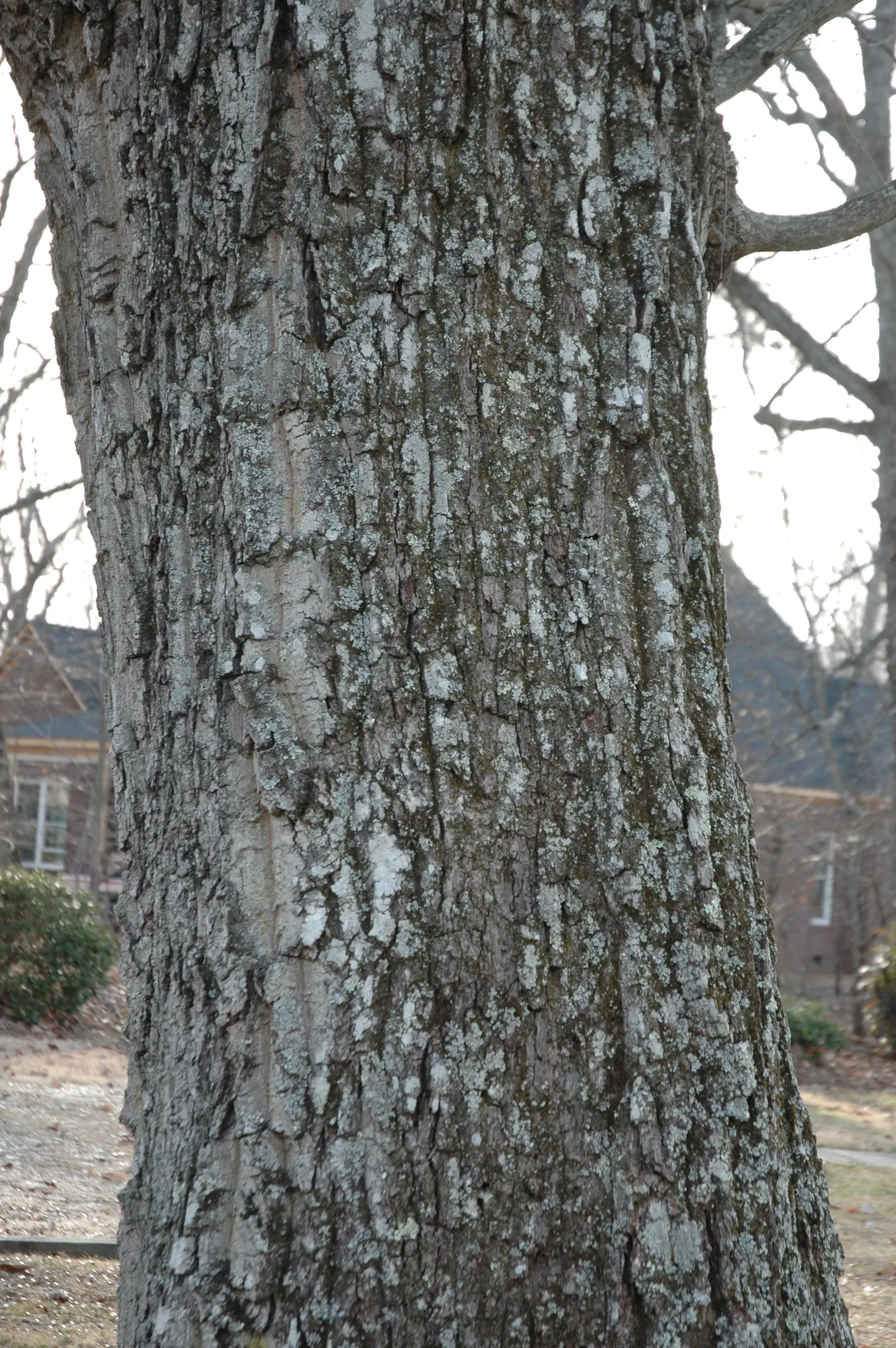 Chestnut Oak (Quercus Montana) — The Southern Live Oak is not only visually stunning but also serves as a valuable ecological asset