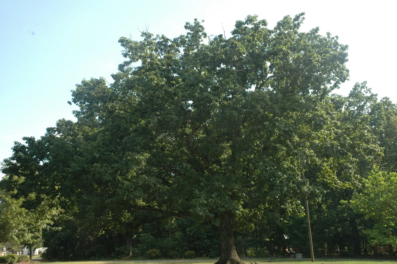 Chestnut Oak (Quercus Montana) — often reaching 60 to 80 feet in width; the Live Oak is a robust tree, tolerating various soil types, though it, image 67