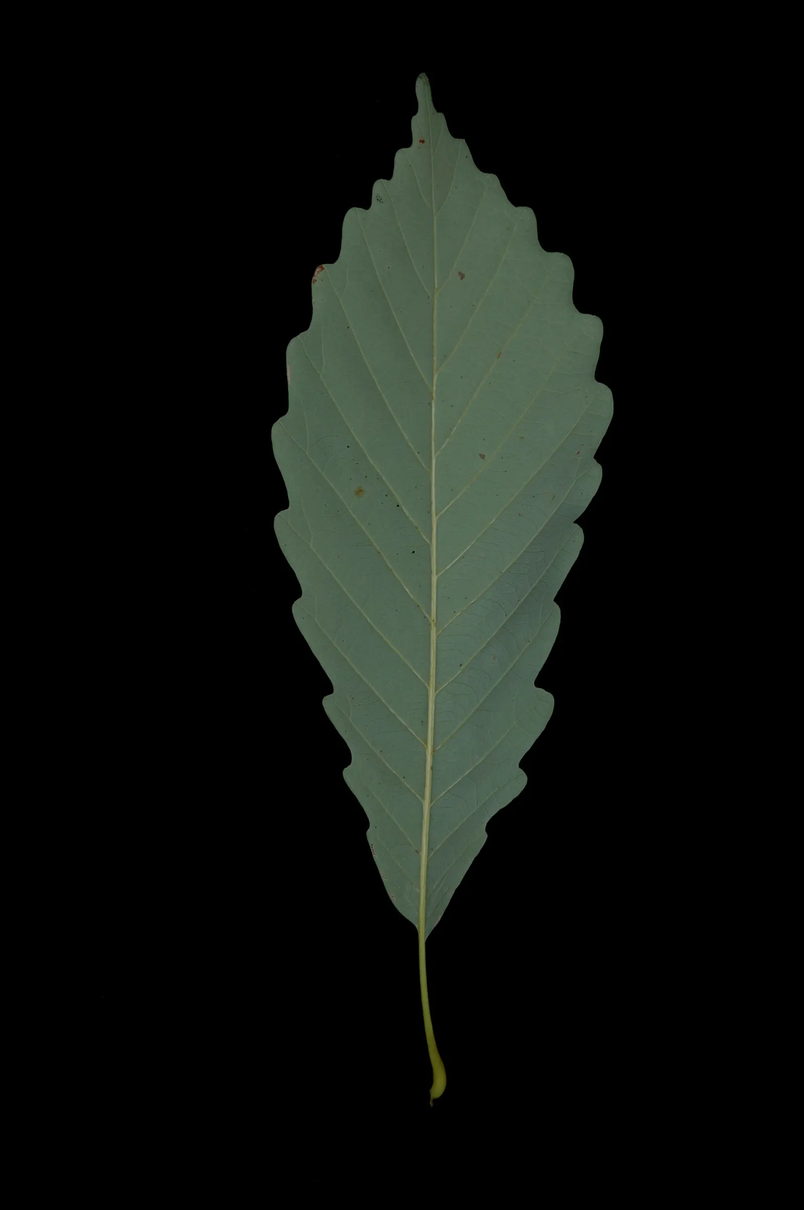 Chestnut Oak (Quercus Montana) — making it an excellent choice for properties near the coast.<br><br>Hardy in USDA zones 7 to 10; the Live Oak is a robust