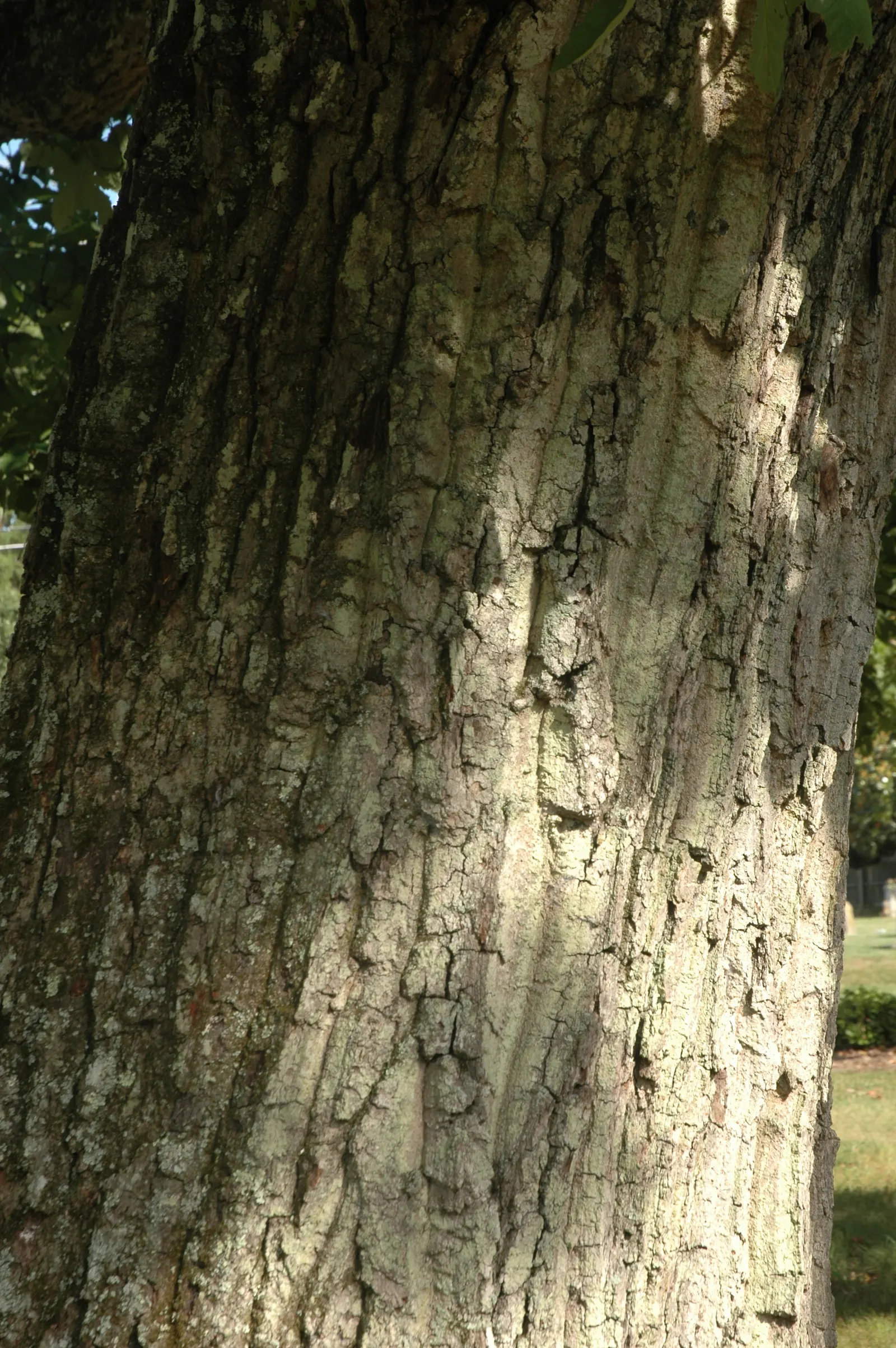 Chestnut Oak (Quercus Montana) — spreading canopy with sturdy
