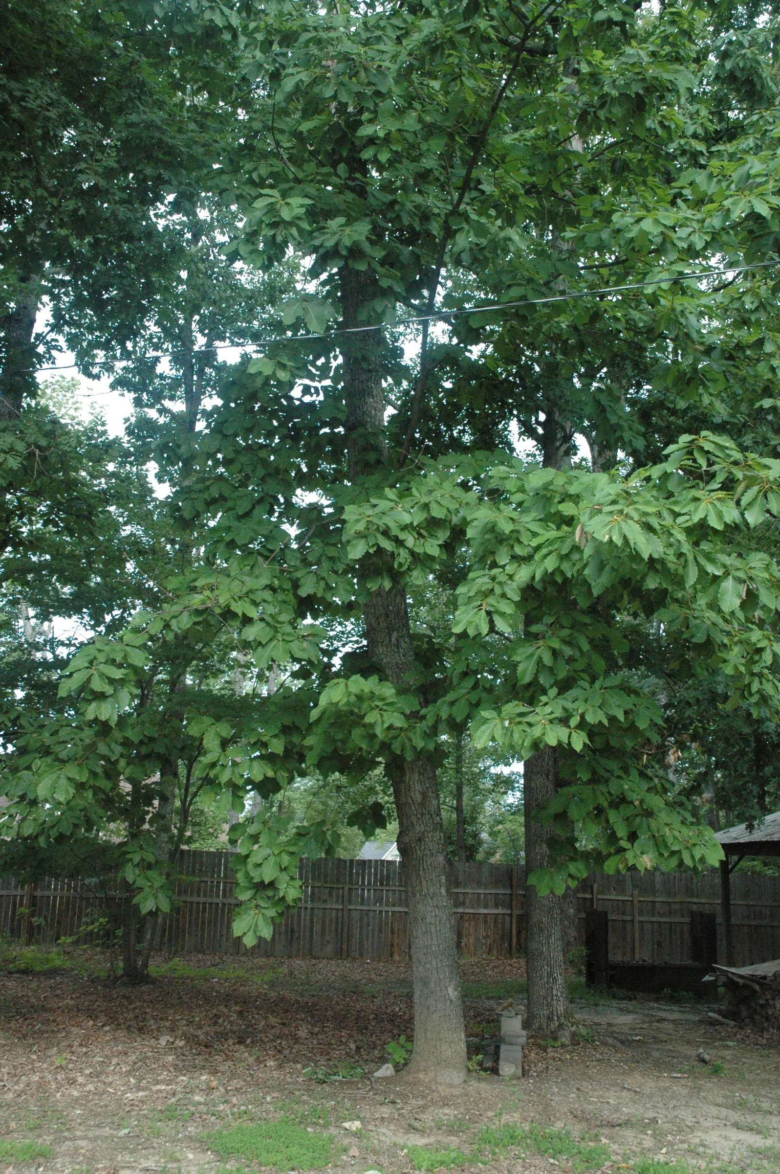 Chestnut Oak (Quercus Montana) — as some specimens live for several centuries.<br><br>The bark of the Live Oak is a dark