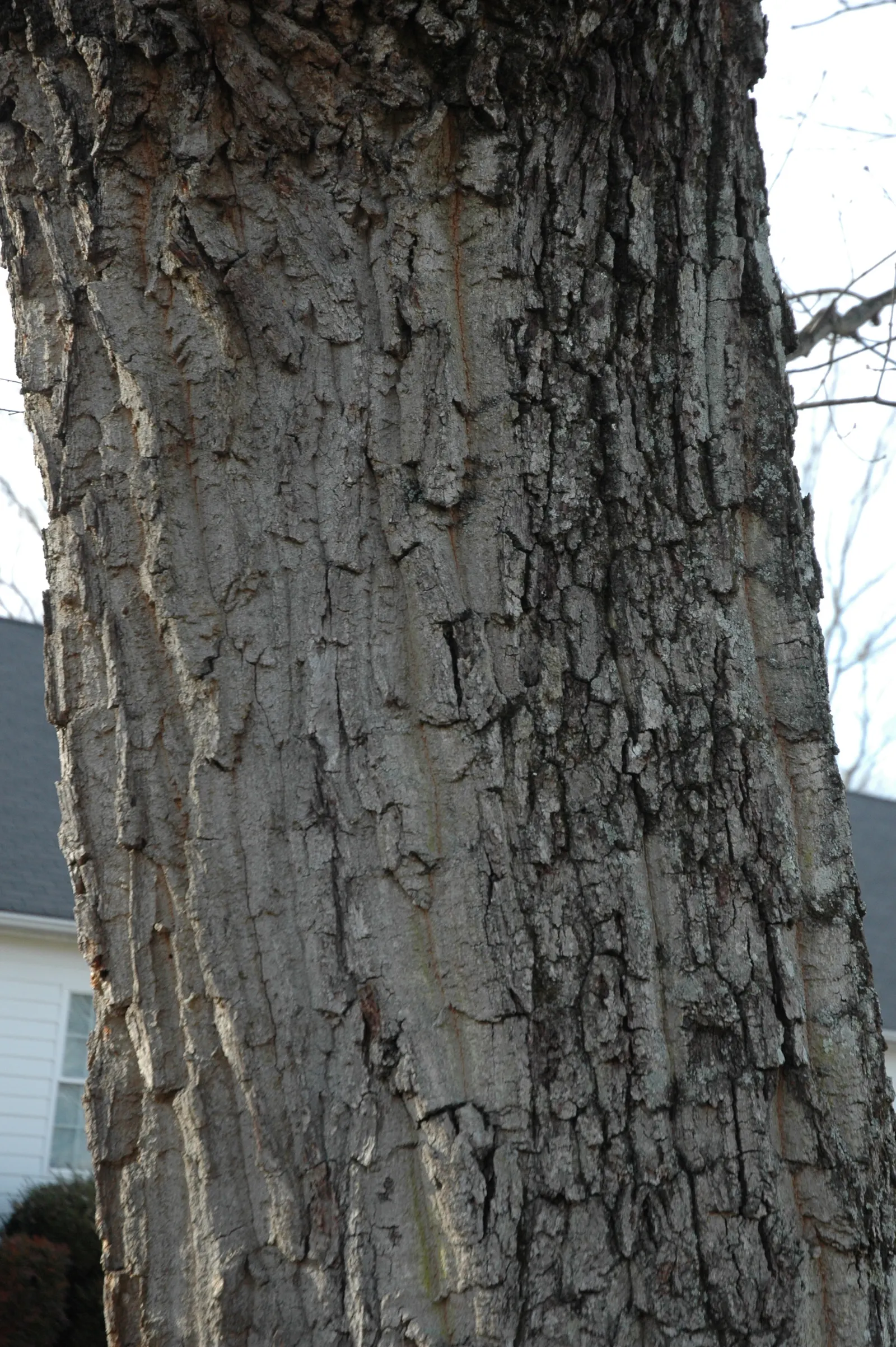 Chestnut Oak (Quercus Montana) — The leaves are a glossy, deep green, and are typically about 2 to 4 inches long; mature specimens can reach up to, image 73