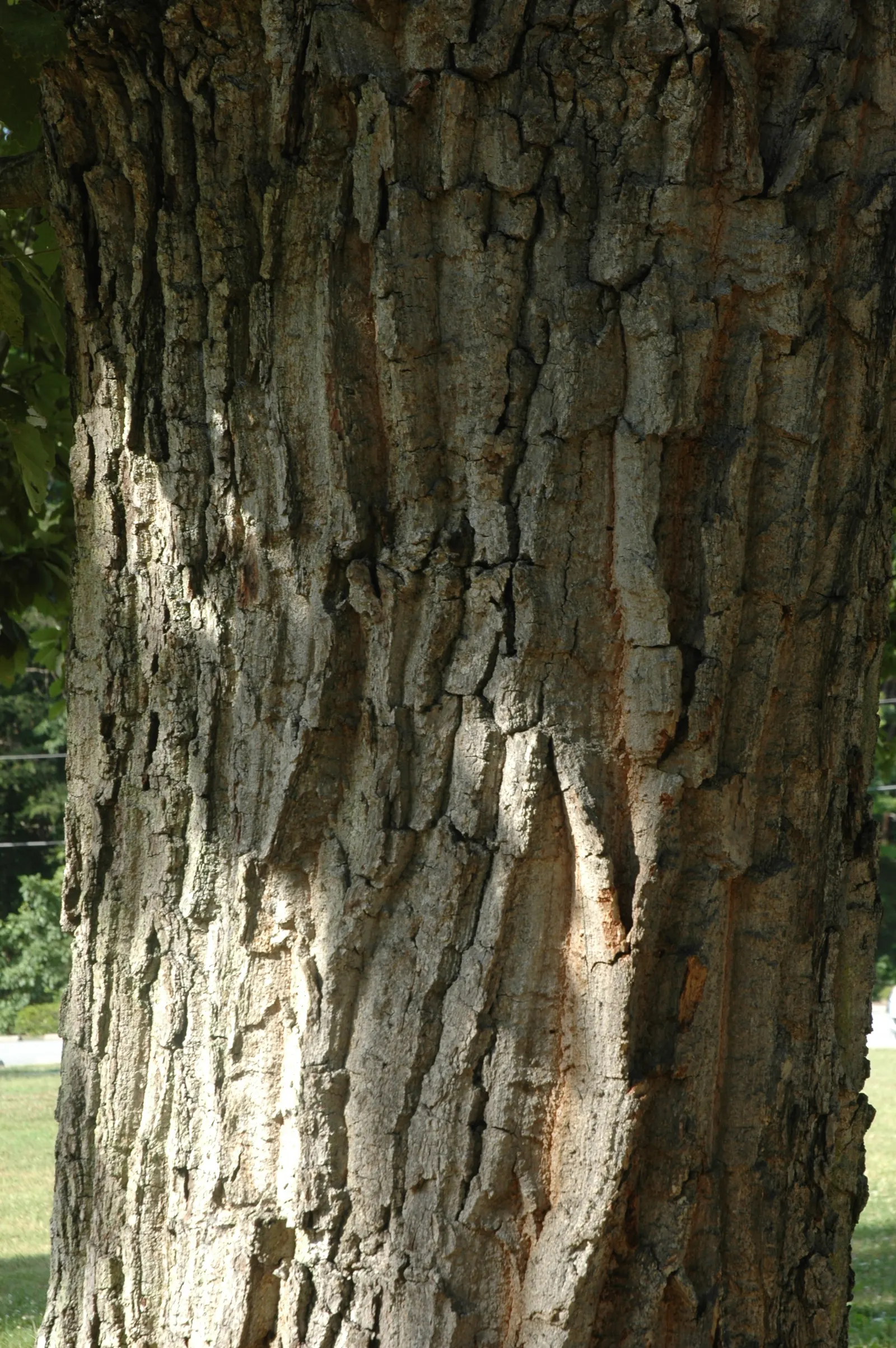 Chestnut Oak (Quercus Montana) — The tree itself can grow to a height of 40 to 80 feet, making it a dominant feature in any garden