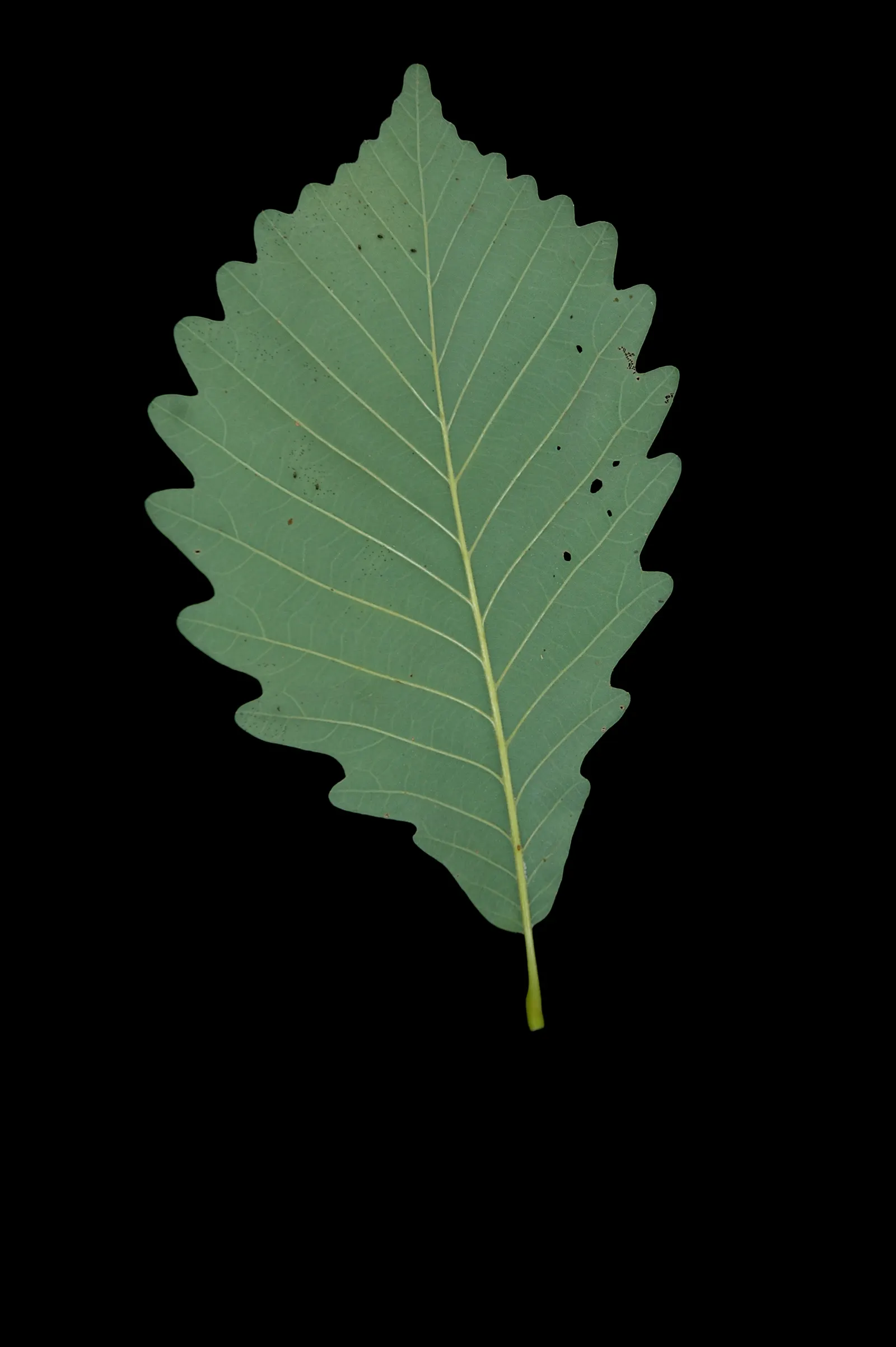 Chestnut Oak (Quercus Montana) — symbolizing strength and resilience.<br><br>Mature Live Oaks boast a broad; so situate it away from foundations, image 64