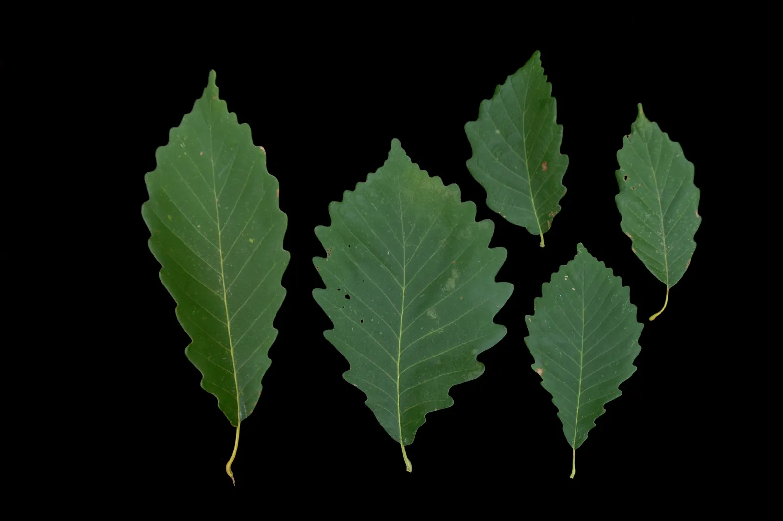 Chestnut Oak (Quercus Montana) — horizontal branches that can extend to create a vast shade area; often reaching 60 to 80 feet in width