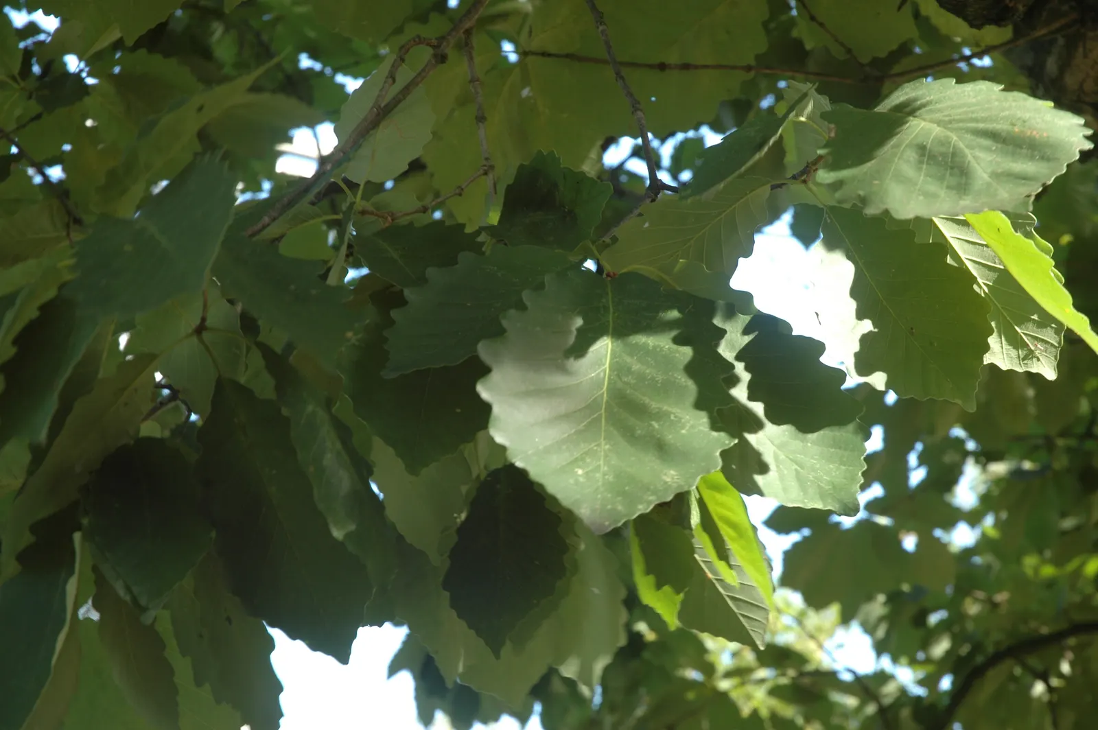 Chestnut Oak (Quercus Montana) — The Southern Live Oak (Quercus virginiana); mature specimens can reach up to 80 feet in height with an impressive, image 57
