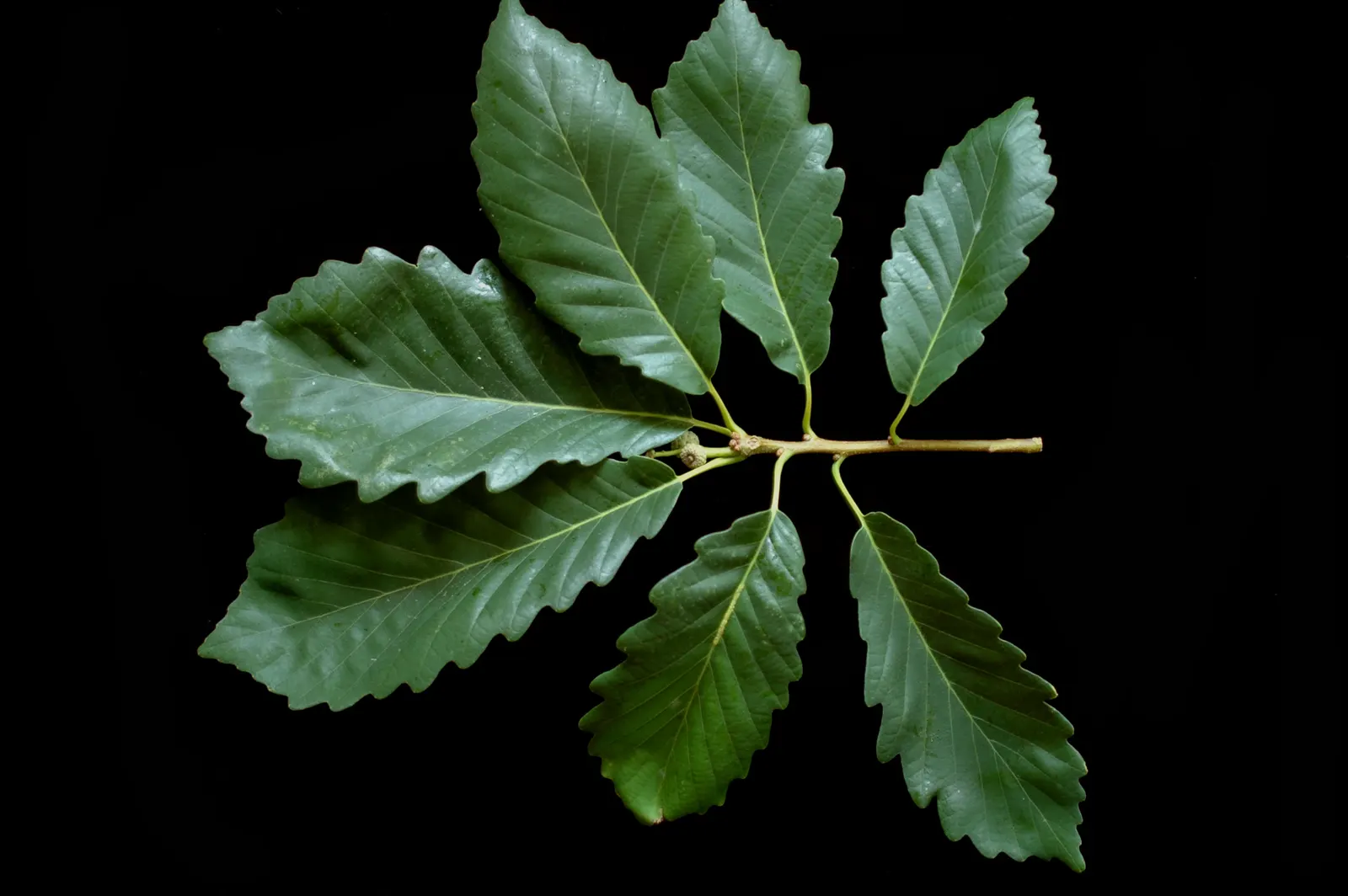 Chestnut Oak (Quercus Montana) — Its hardiness and impressive canopy make it an iconic choice for shade and character in expansive landscapes