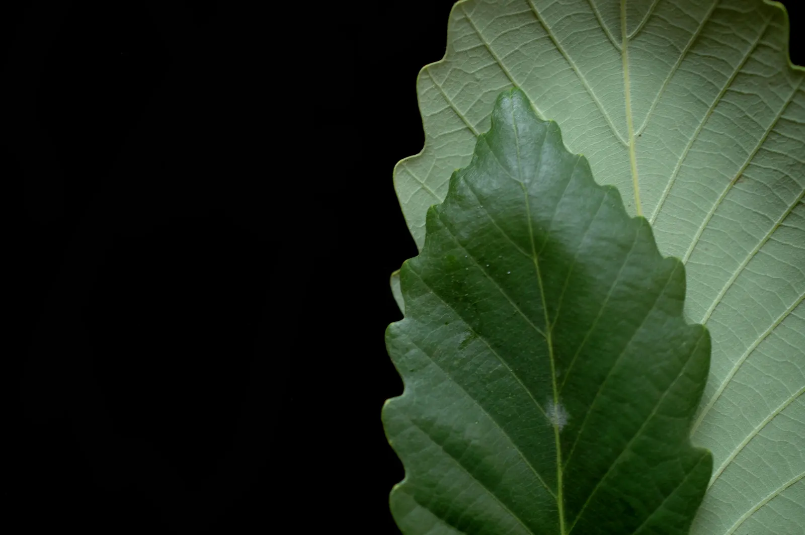 Chestnut Oak (Quercus Montana) — As an architect designing landscapes; mature specimens can reach up to 80 feet in height with an impressive crown, image 77