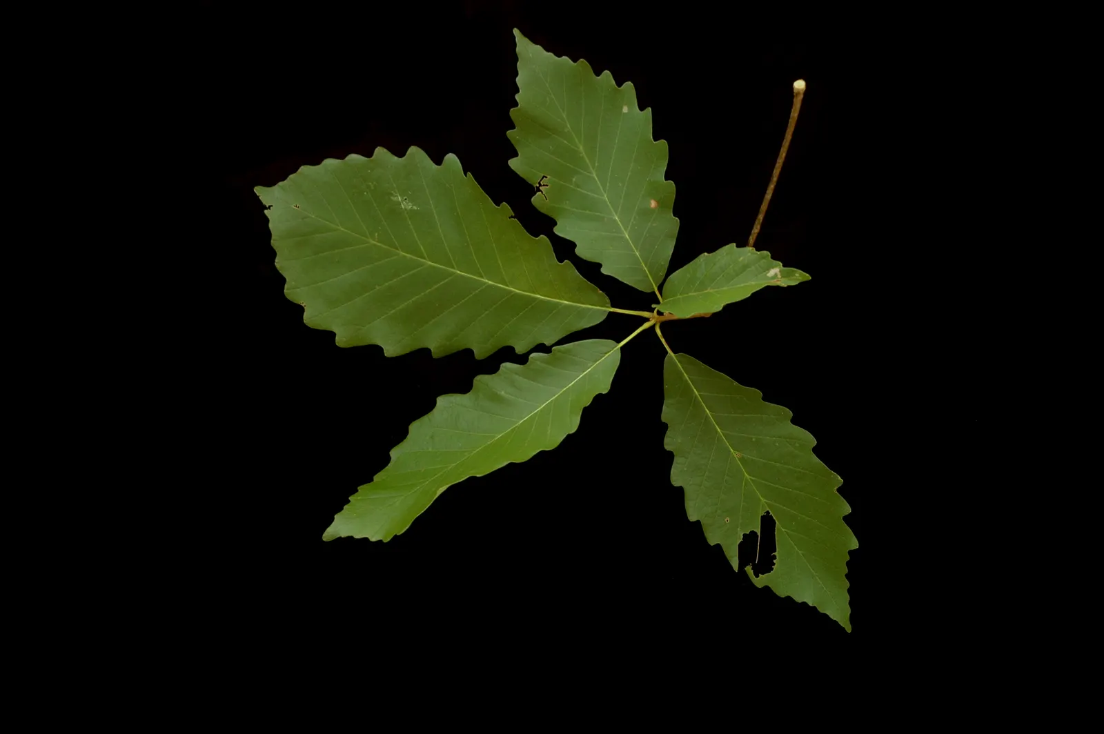 Chestnut Oak (Quercus Montana) — tree for full or half; so situate it away from foundations and pavements to prevent structural interference