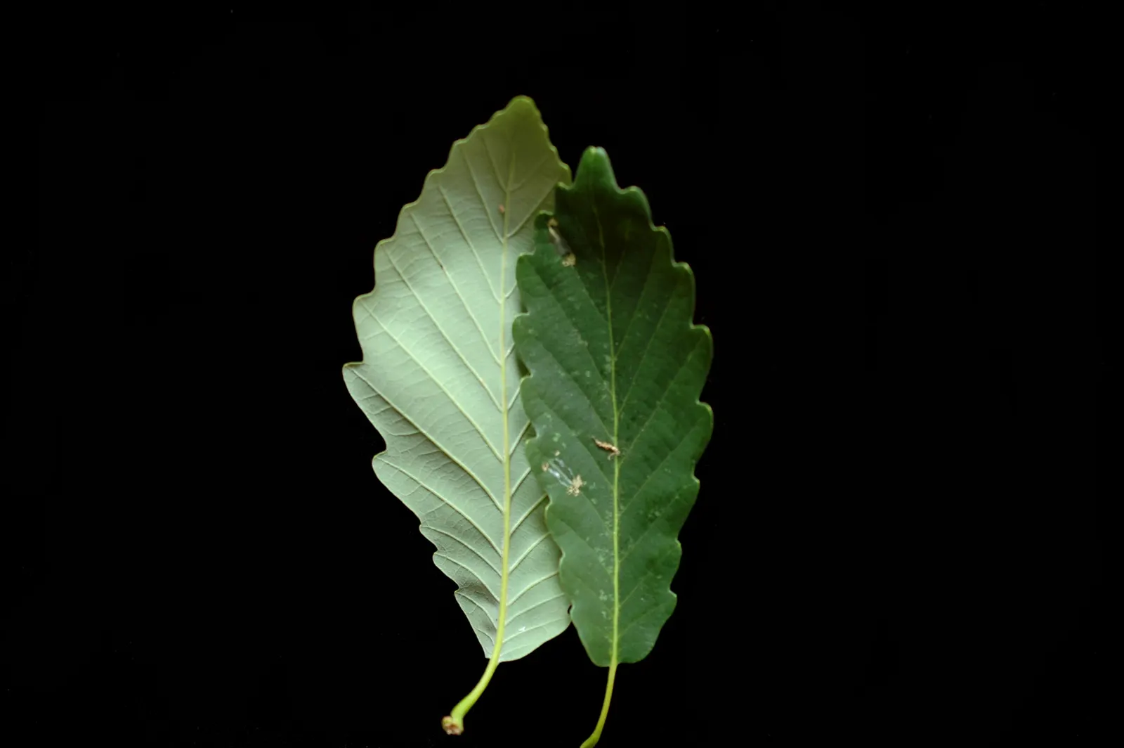 Chestnut Oak (Quercus Montana) — tree for full or half