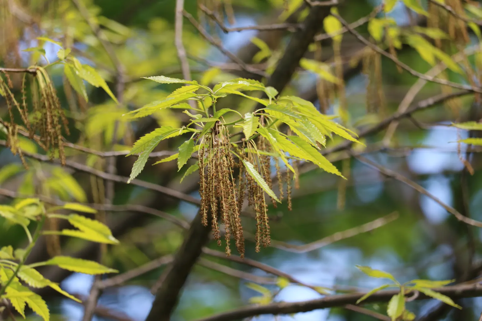 Chestnut Oak (Quercus Montana) — The Southern Live Oak is not only visually stunning but also serves as a valuable ecological asset; often reaching 60 to 80