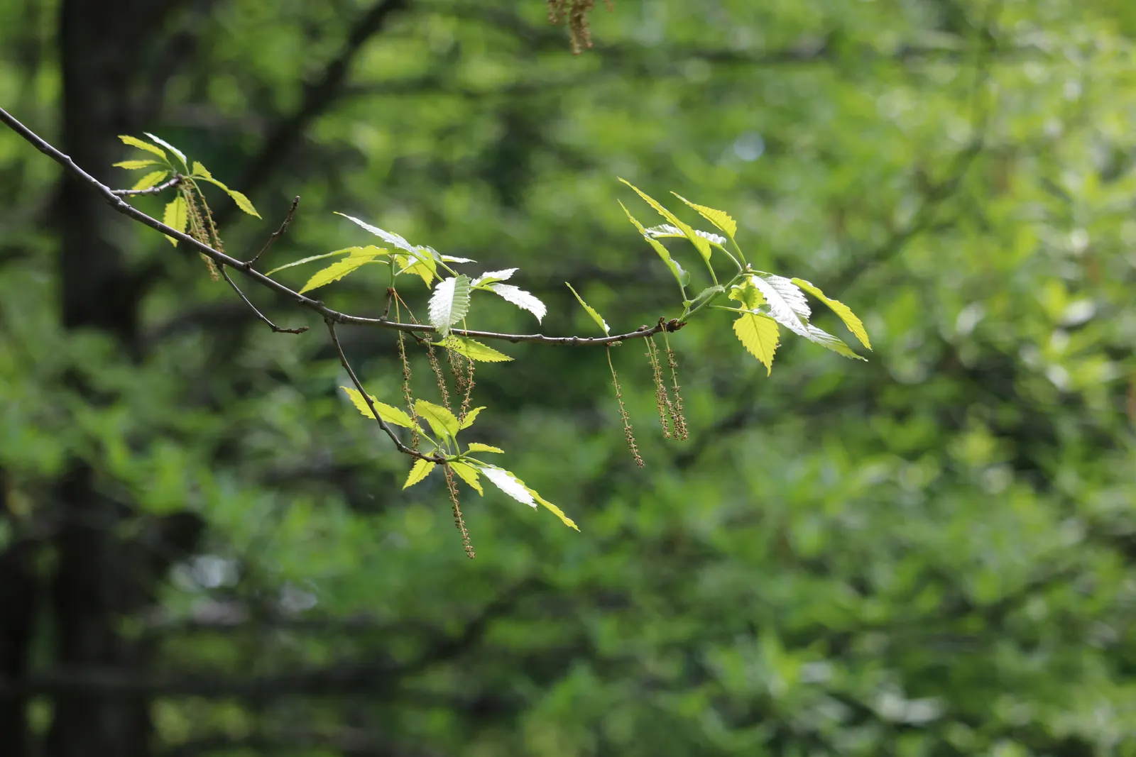 Chestnut Oak (Quercus Montana) — horizontal branches that can extend to create a vast shade area; often reaching 60 to 80 feet in width, image 66