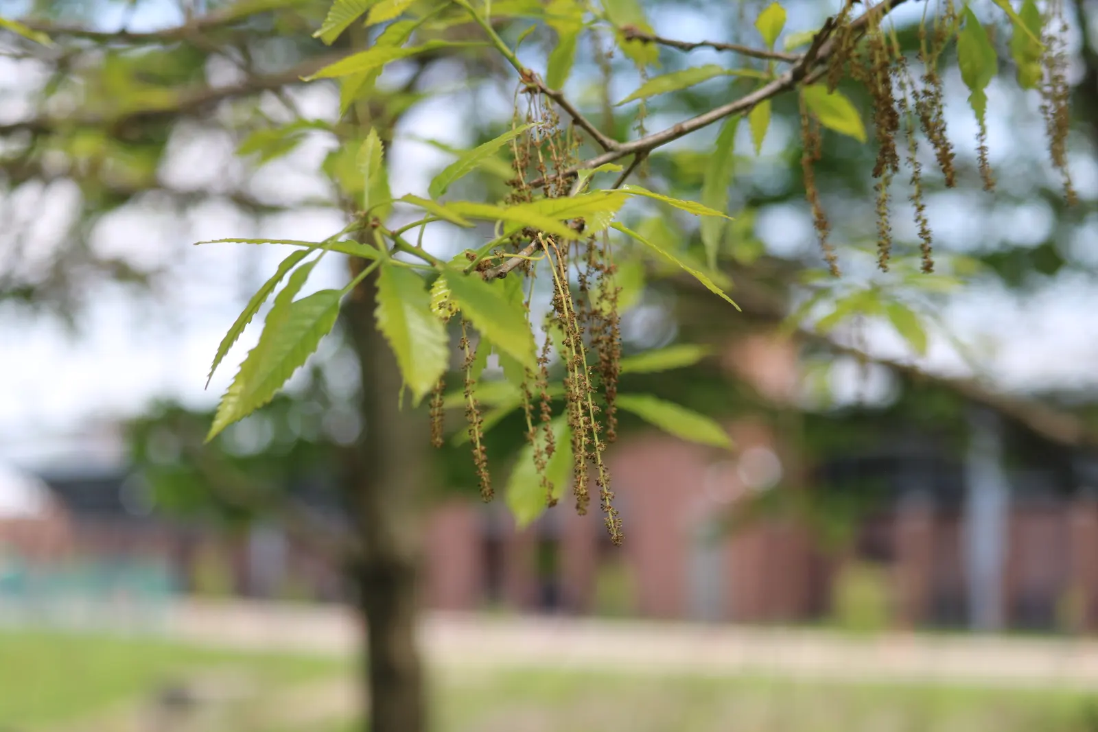 Chestnut Oak (Quercus Montana) — This evergreen oak is a staple in Southern landscapes; the Live Oak is a robust tree, tolerating various soil, image 63