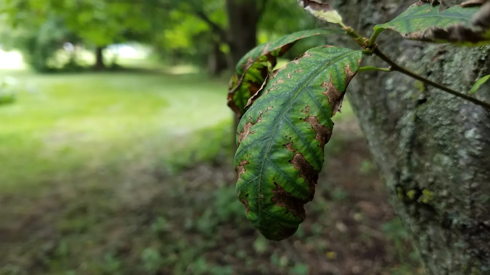 Chestnut Oak (Quercus Montana) — as some specimens live for several centuries.<br><br>The bark of the Live Oak is a dark; the Live Oak is a robust, image 71