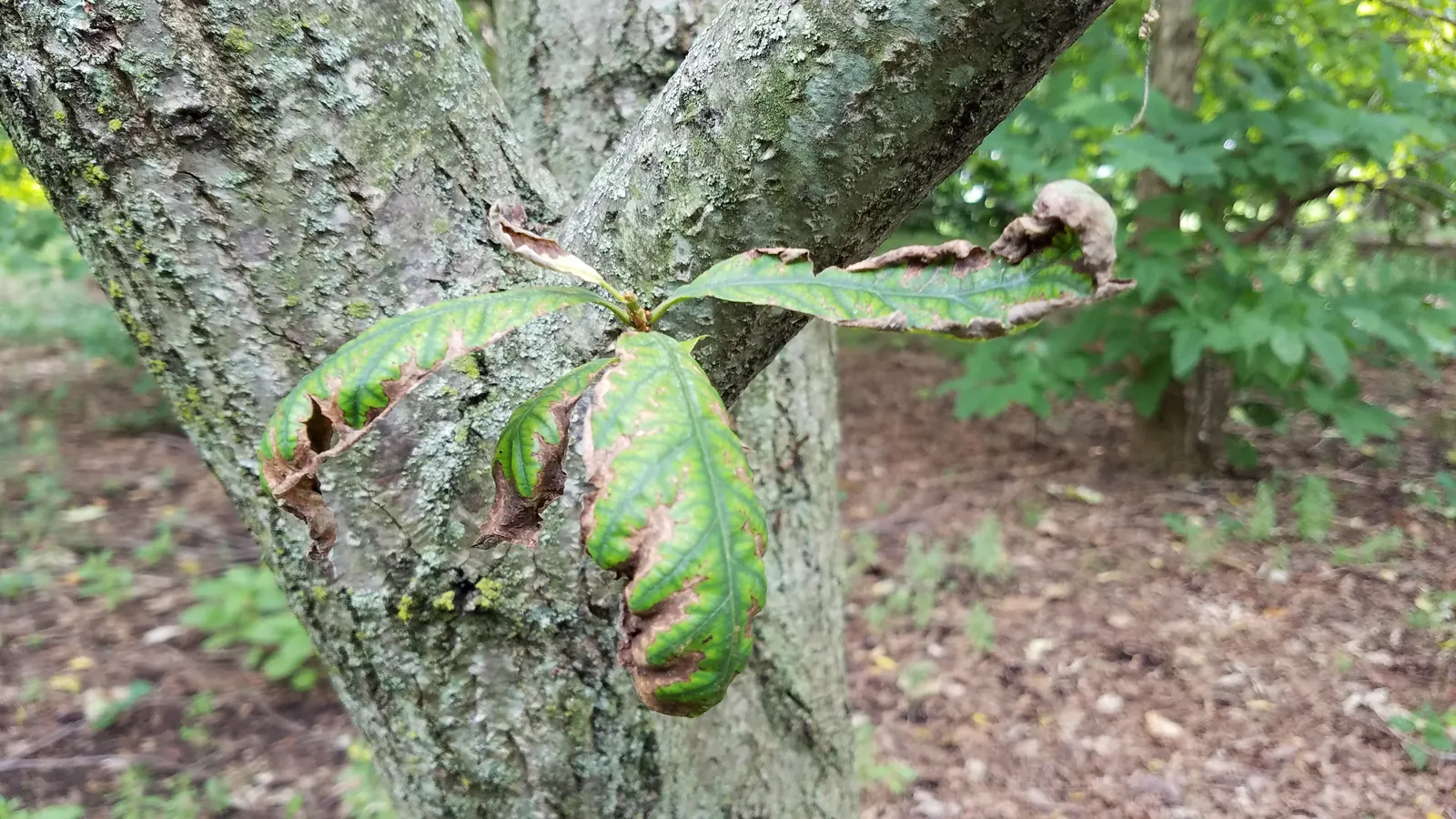 Chestnut Oak (Quercus Montana) — The Live Oak is a robust tree, tolerating various soil types, though it prefers well-drained sandy soils; often, image 74