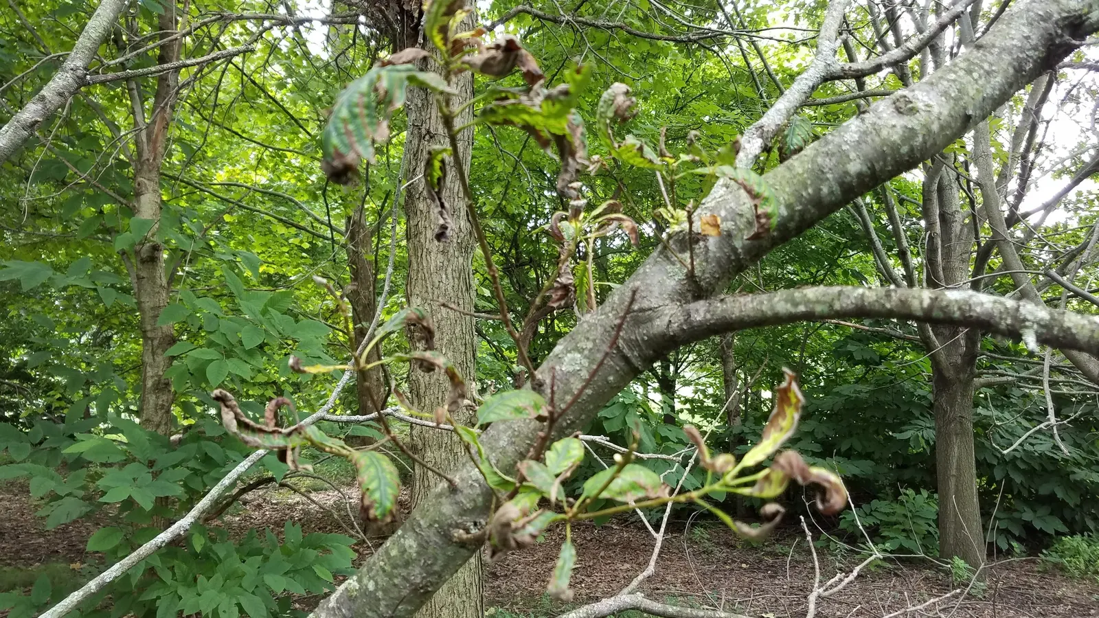 Chestnut Oak (Quercus Montana) — This evergreen oak is a staple in Southern landscapes