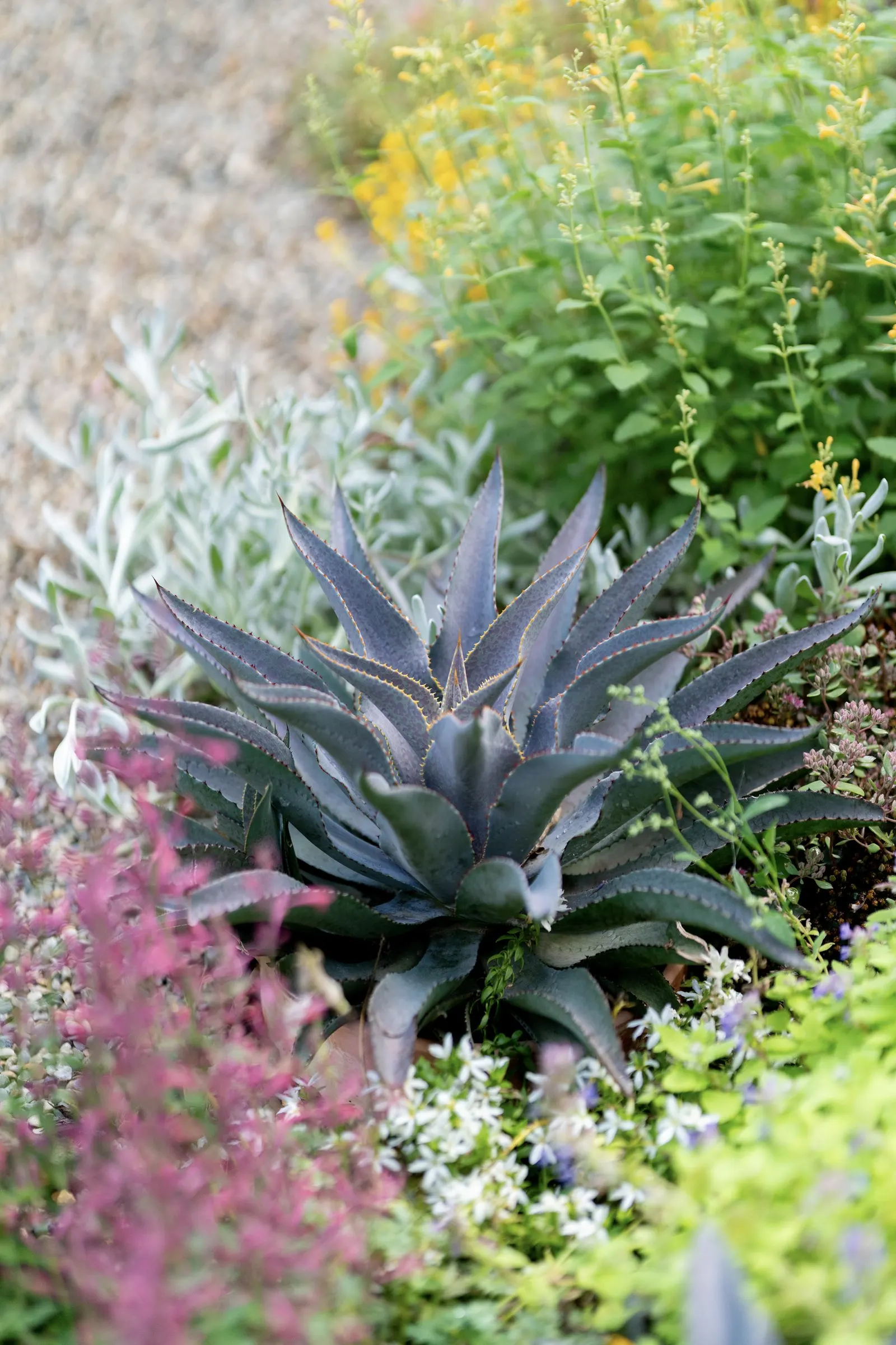Purple People Eater Mangave (Mangave 'Purple People Eater') — Mangave 'Purple People Eater' is a striking succulent hybrid featuring rosettes with long
