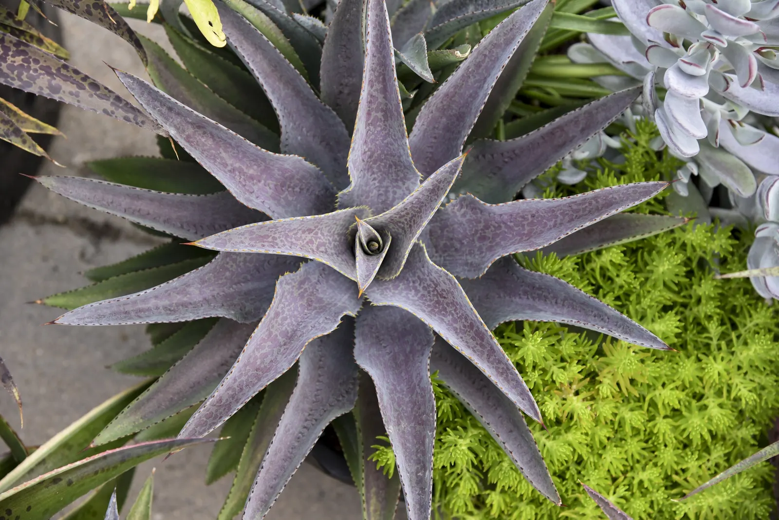 Purple People Eater Mangave (Mangave 'Purple People Eater') — which are more pronounced when exposed to direct sunlight