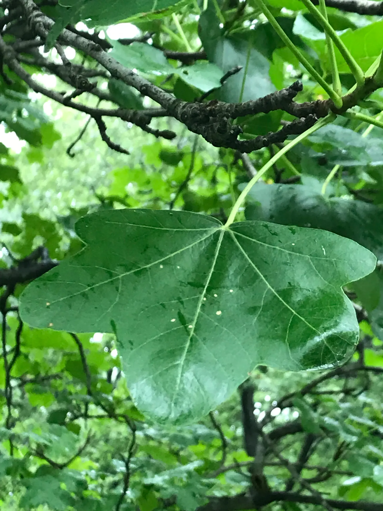 Thornless Sweetgum (Liquidambar Styraciflua 'Rotundiloba') — Adaptable to various soils, it requires full sun