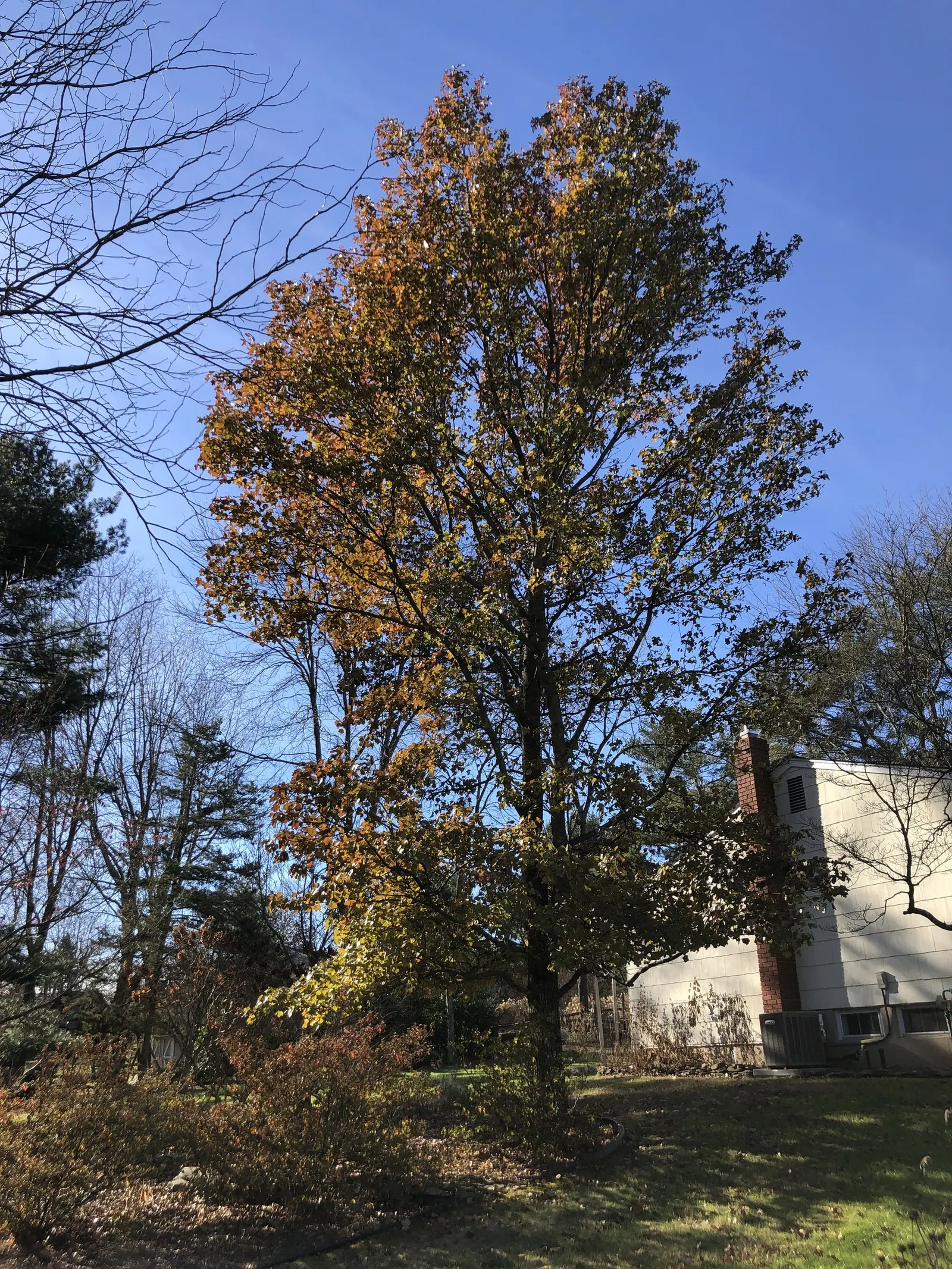 Thornless Sweetgum (Liquidambar Styraciflua 'Rotundiloba') — transitioning from green to rich gold