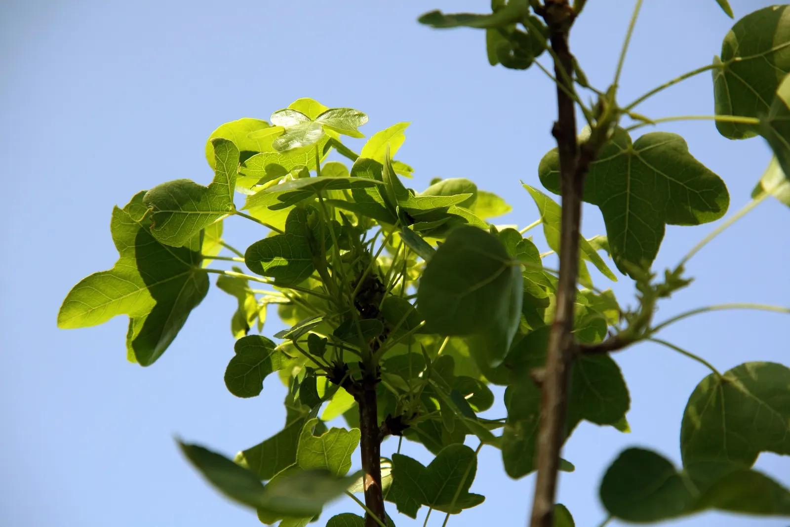 Thornless Sweetgum (Liquidambar Styraciflua 'Rotundiloba') — with each typically reaching a size of 4 to 7 inches wide