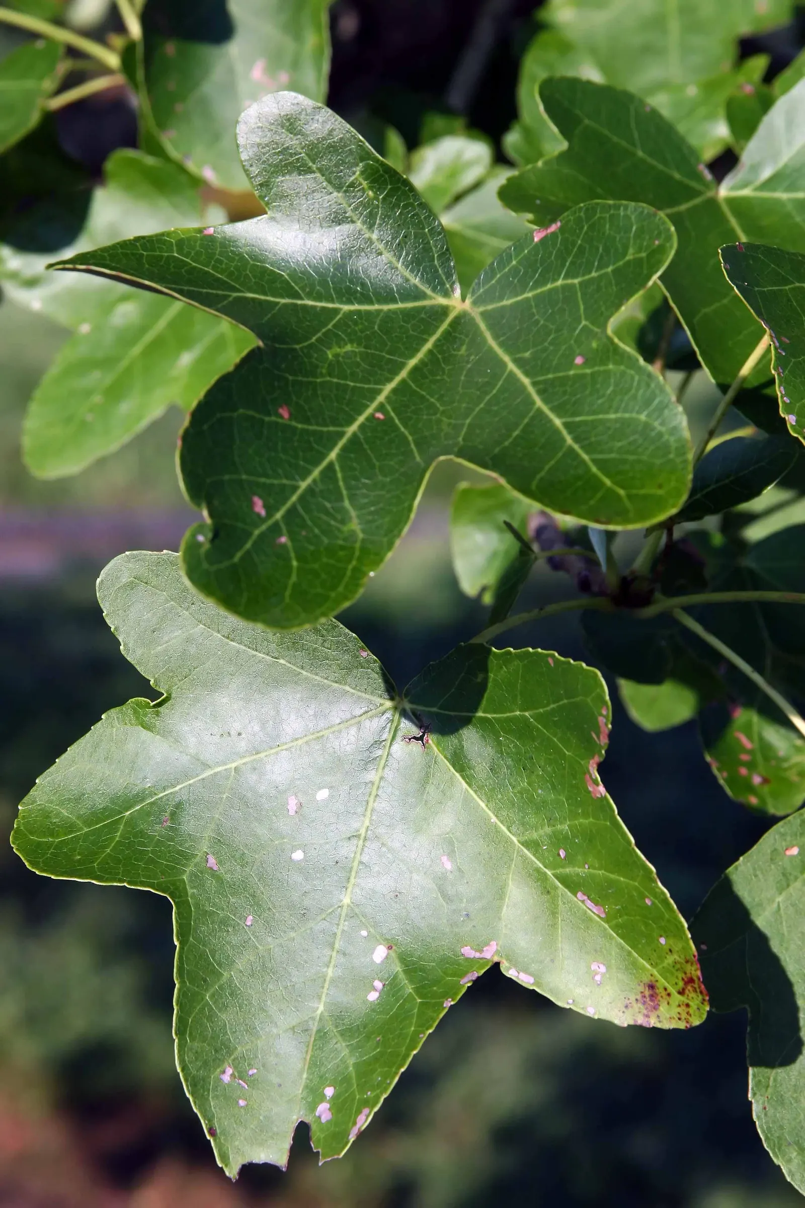 Thornless Sweetgum (Liquidambar Styraciflua 'Rotundiloba') — reaching 60-75ft tall and 40-50ft wide at maturity