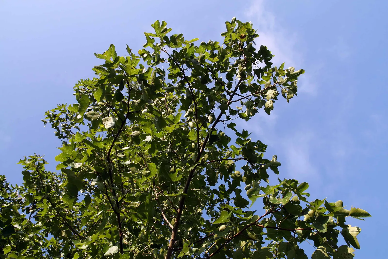 Thornless Sweetgum (Liquidambar Styraciflua 'Rotundiloba') — Unlike its parent species