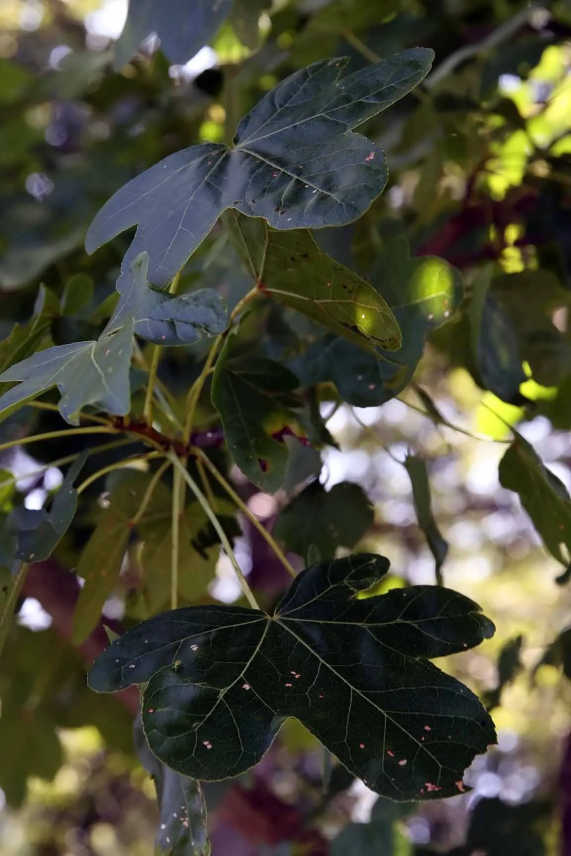Thornless Sweetgum (Liquidambar Styraciflua 'Rotundiloba') — This low-maintenance cultivar offers year-round interest without the mess of traditional sweetgums