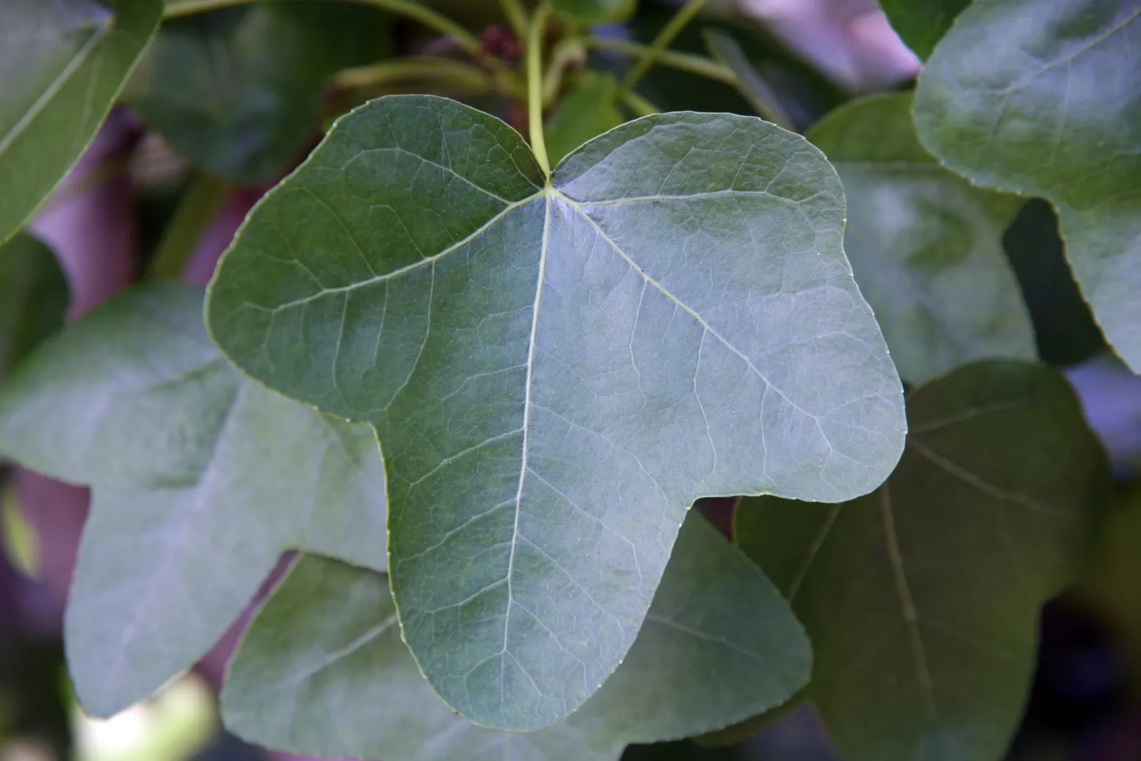 Thornless Sweetgum (Liquidambar Styraciflua 'Rotundiloba') — 'Rotundiloba' boasts a distinctively rounded leaf