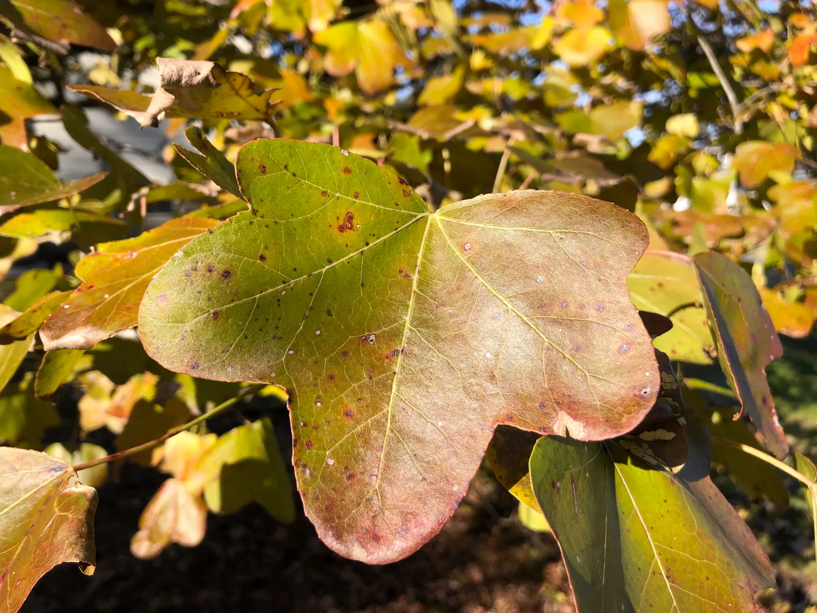 Thornless Sweetgum (Liquidambar Styraciflua 'Rotundiloba') — it provides excellent fall color