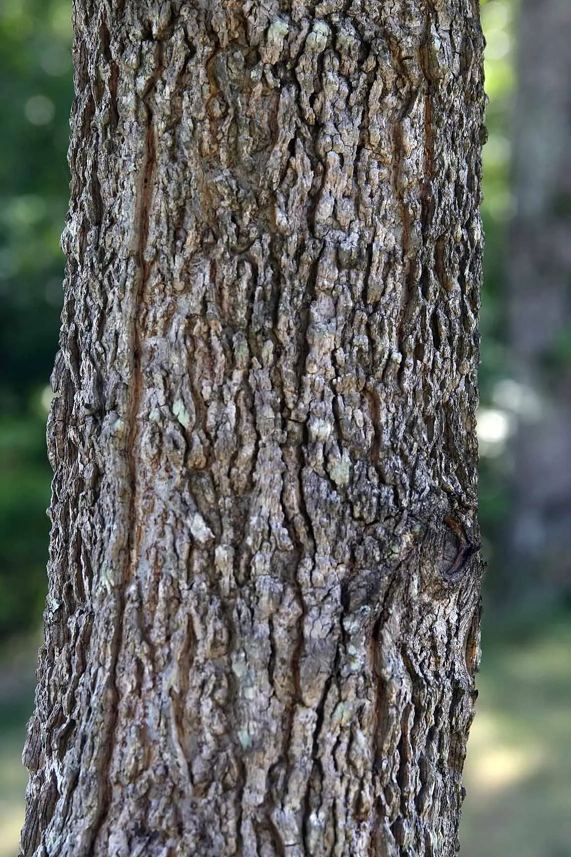 Thornless Sweetgum (Liquidambar Styraciflua 'Rotundiloba') — The Thornless Sweetgum 'Rotundiloba' is a stately deciduous tree