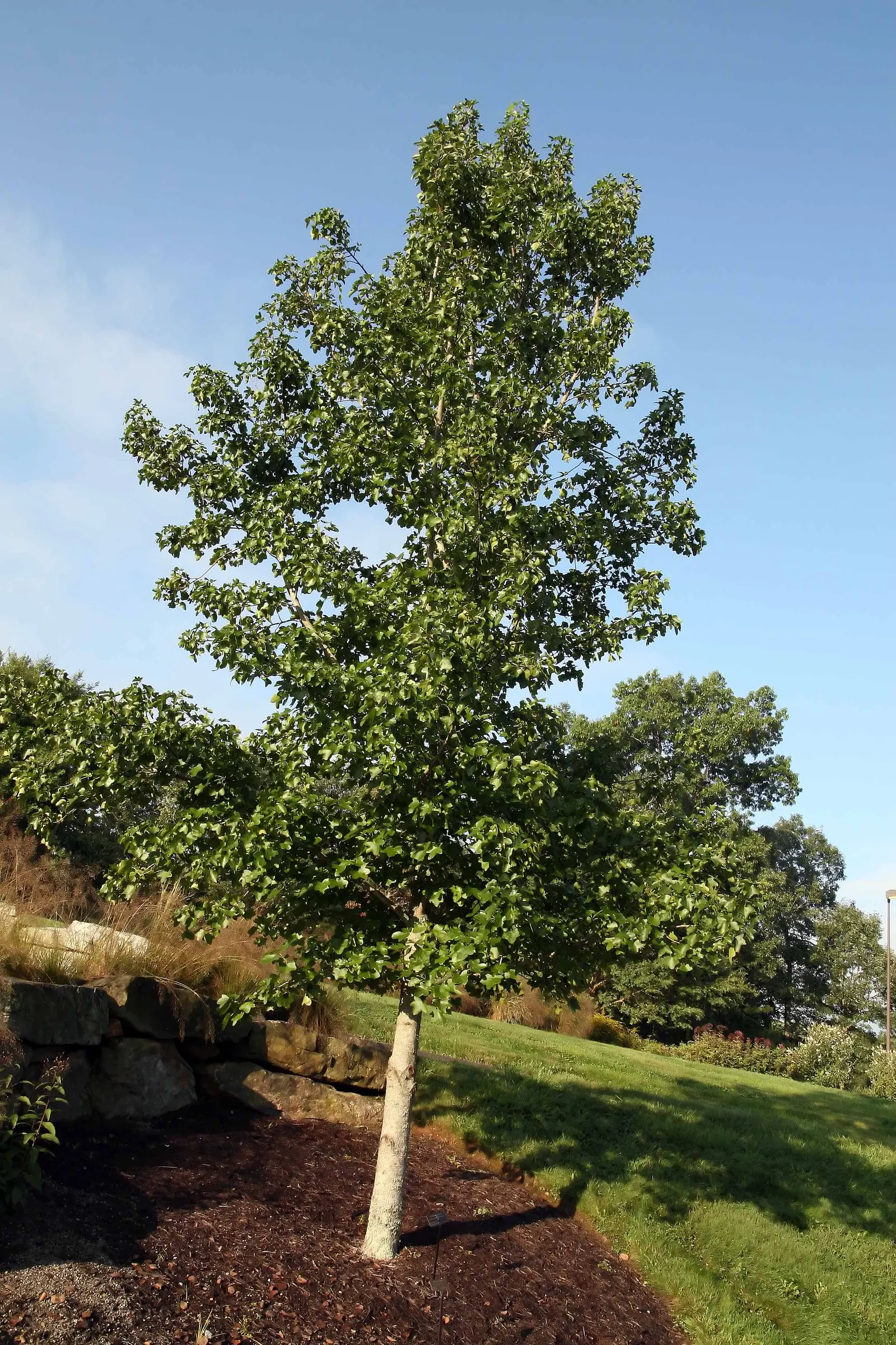 Thornless Sweetgum (Liquidambar Styraciflua 'Rotundiloba') — generally renowned for its star-shaped leaves and spiky seed balls