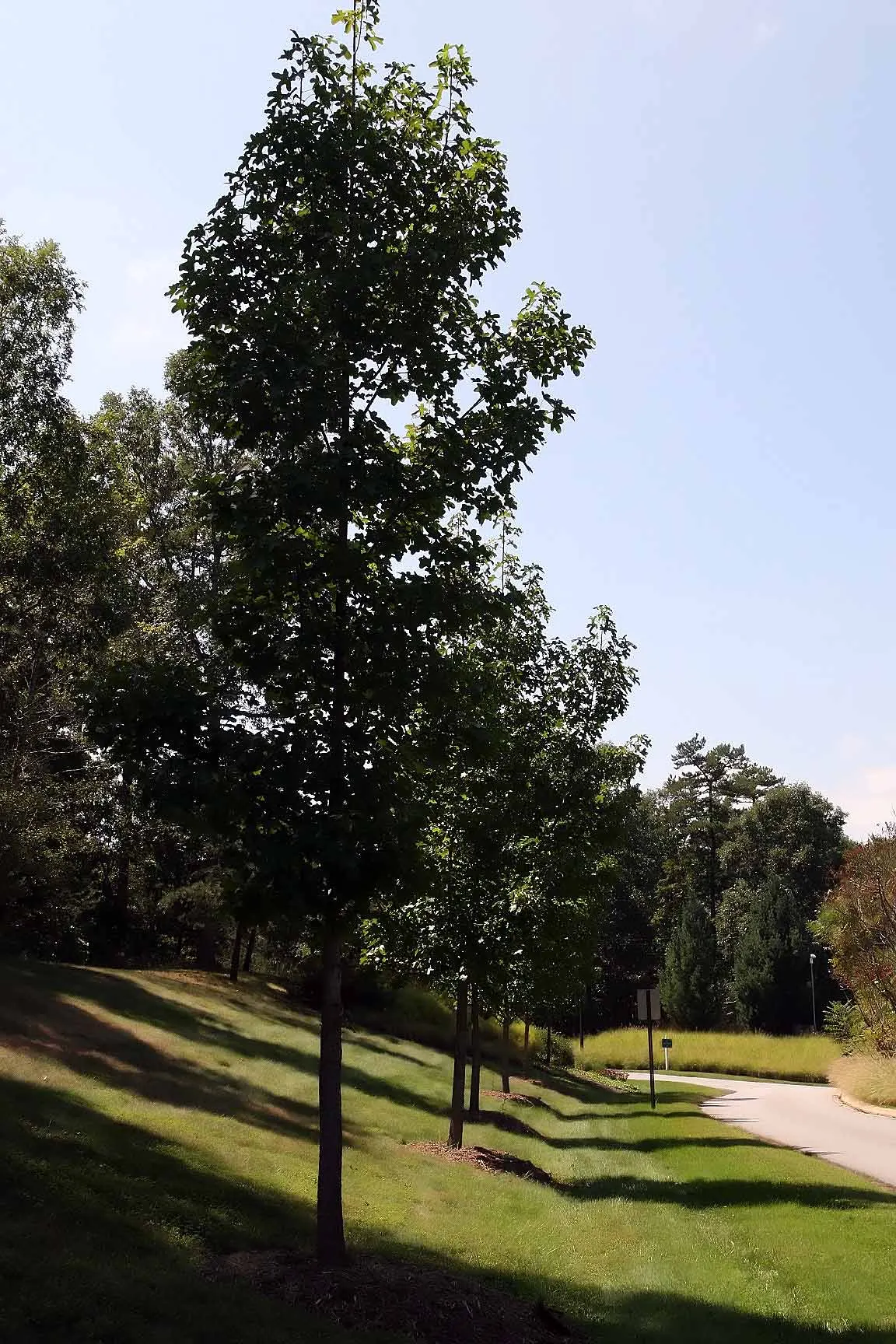 Thornless Sweetgum (Liquidambar Styraciflua 'Rotundiloba') — offers a unique modification of the classic American sweetgum tree